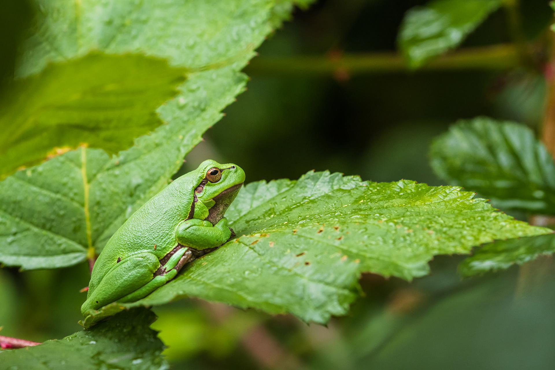 Adult tree frog