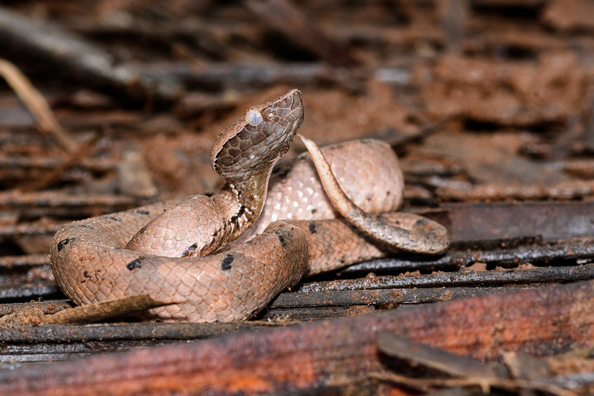 Hump-Nosed Pit Viper