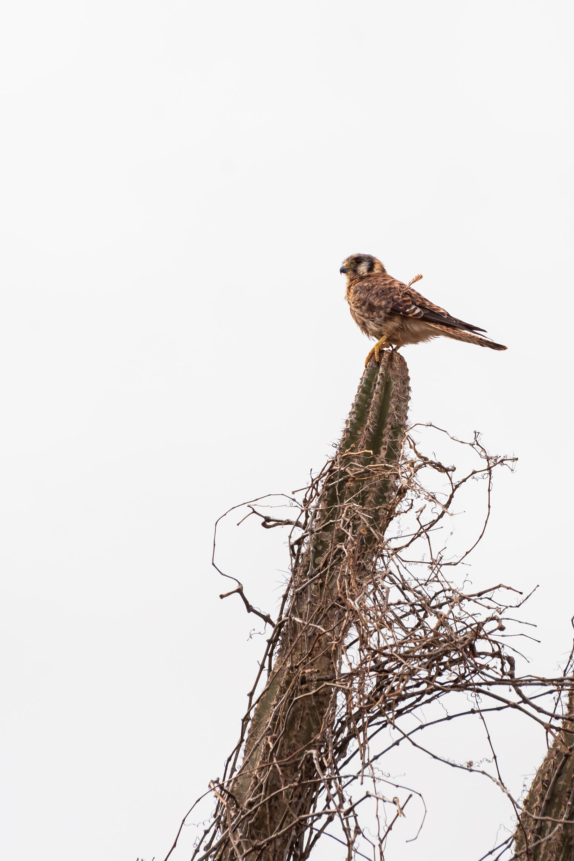 American Kestrel