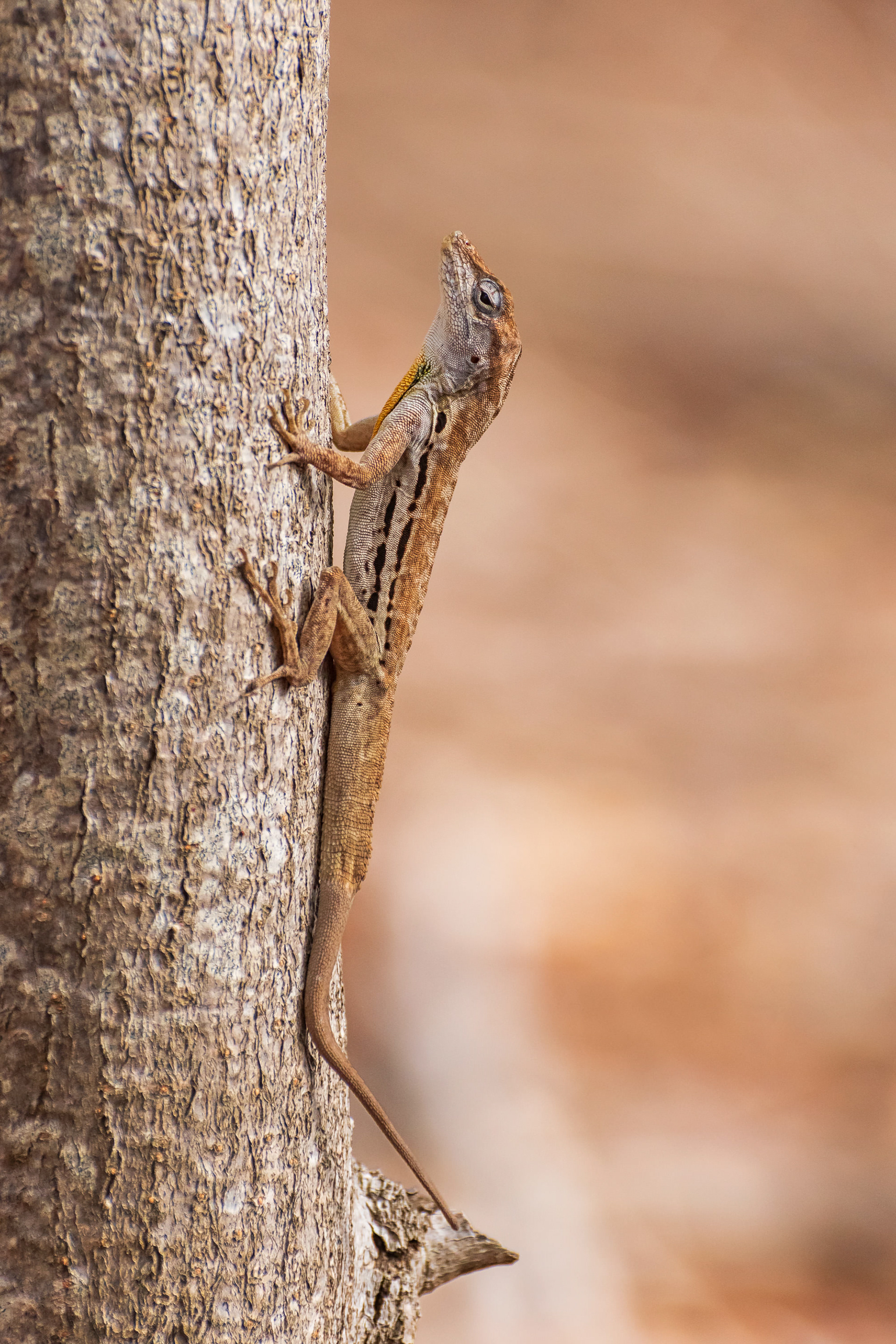 Anole