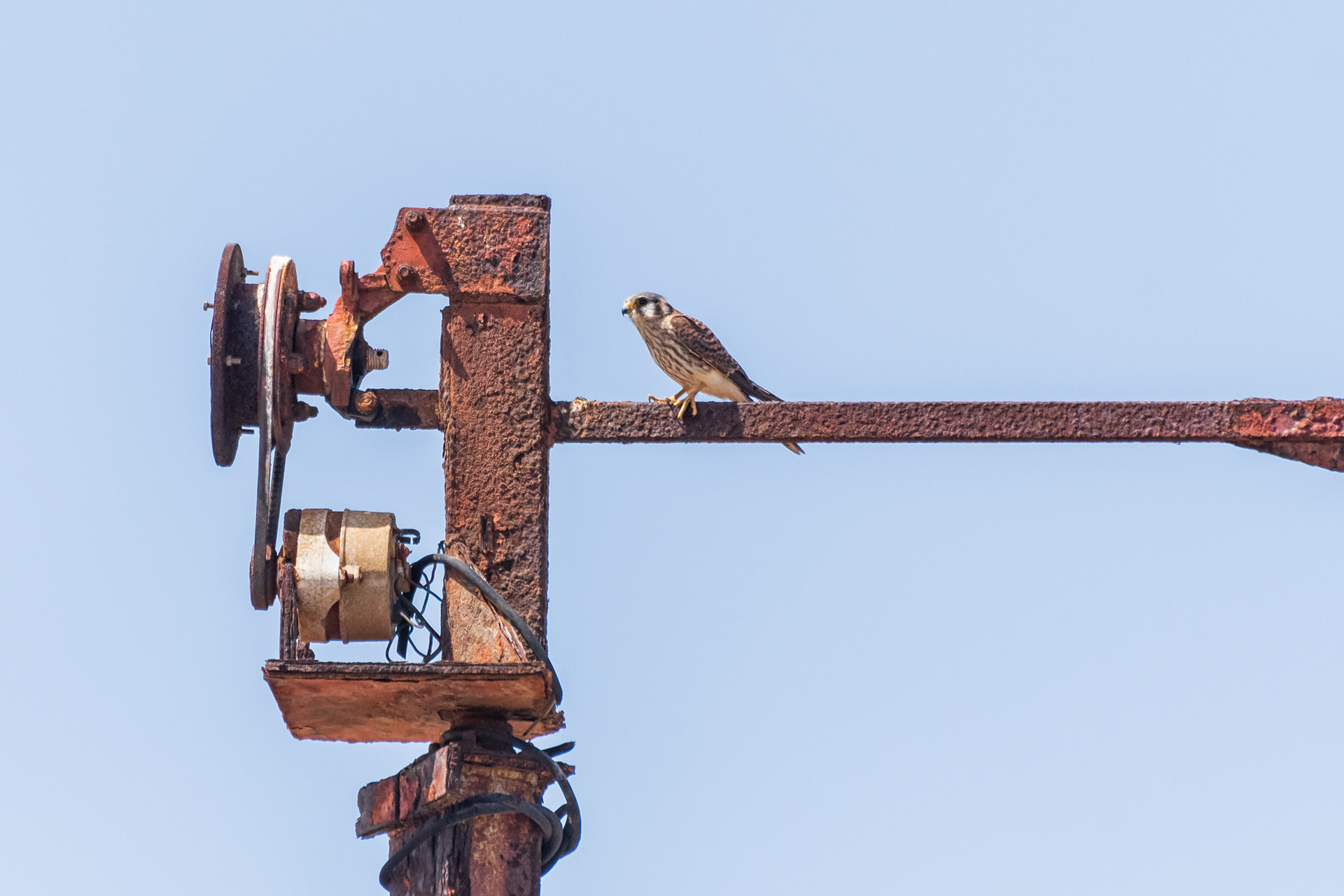 American Kestrel