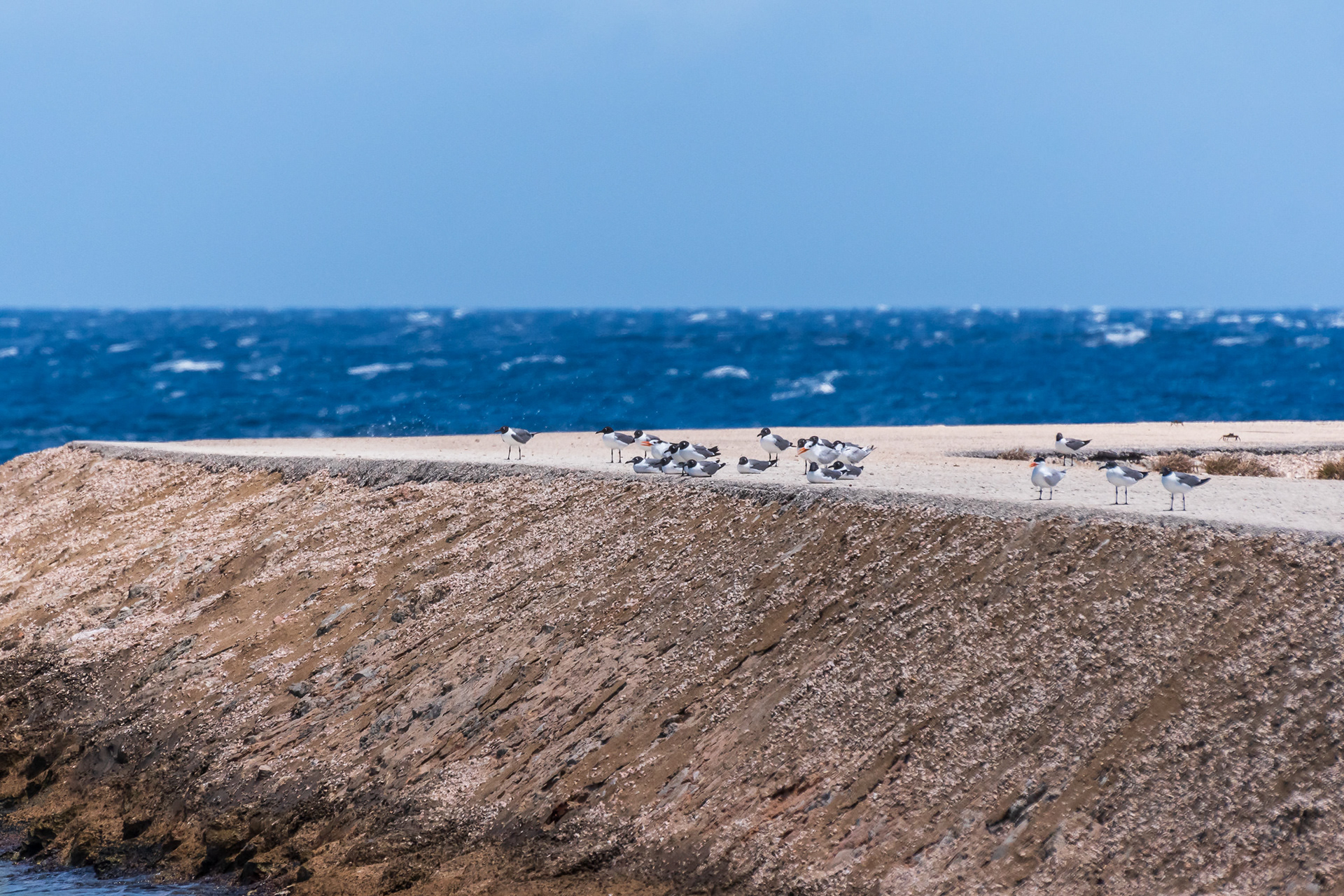 Common & Royal Terns