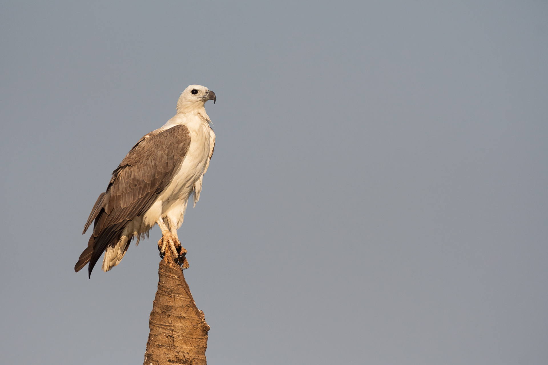 White-Bellied Sea Eagle