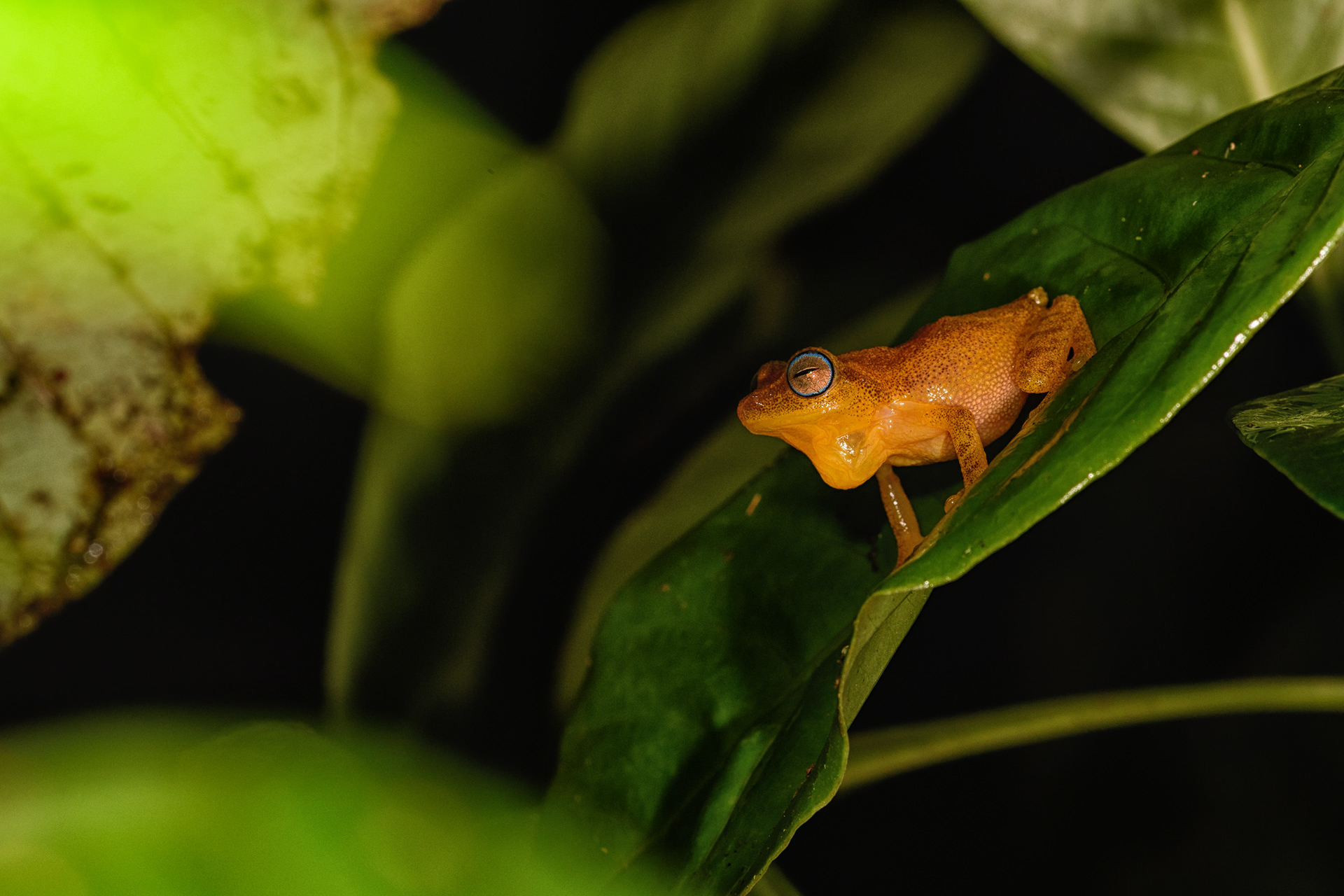 Blue-eyed Bush Frog