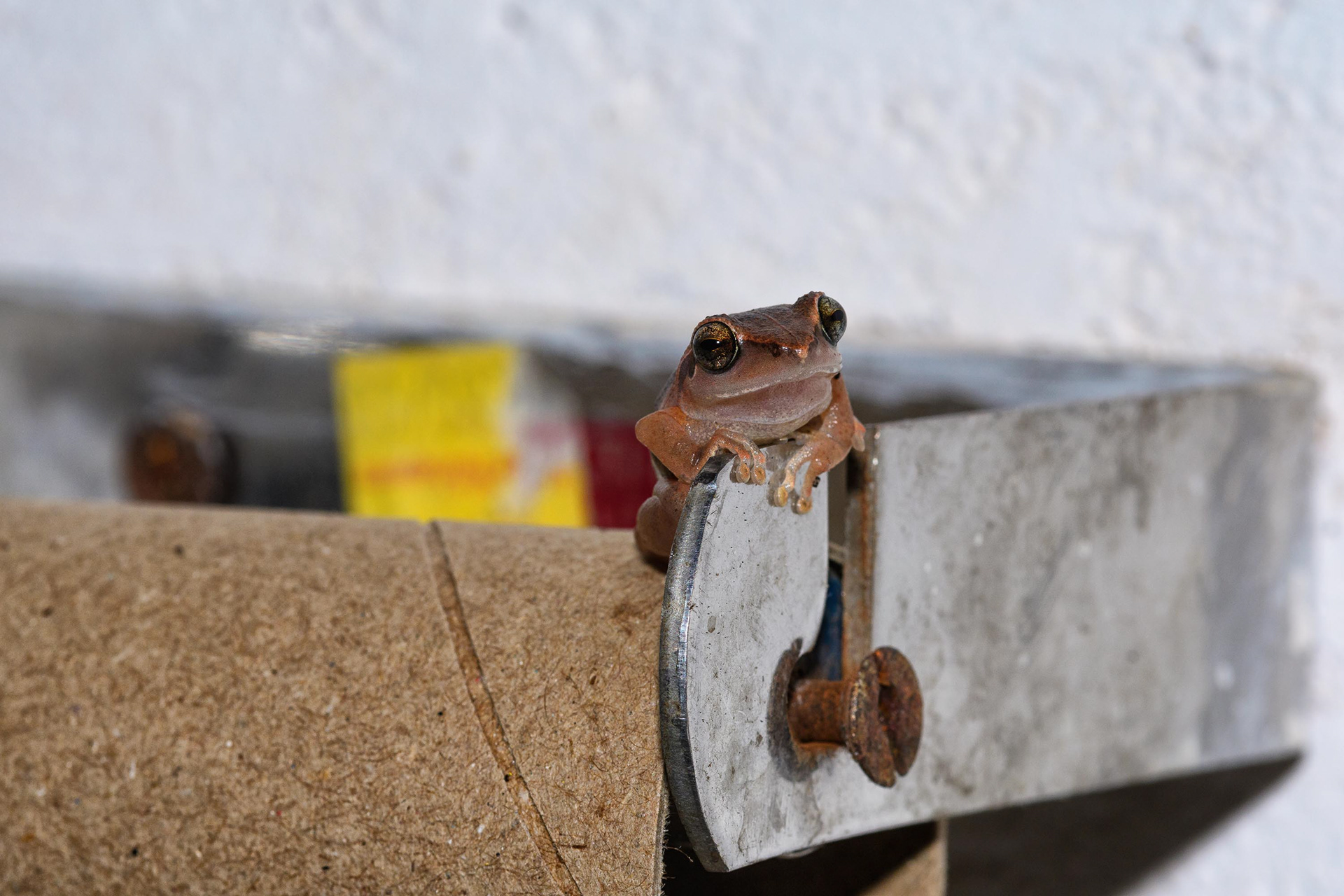 Toilet Frog