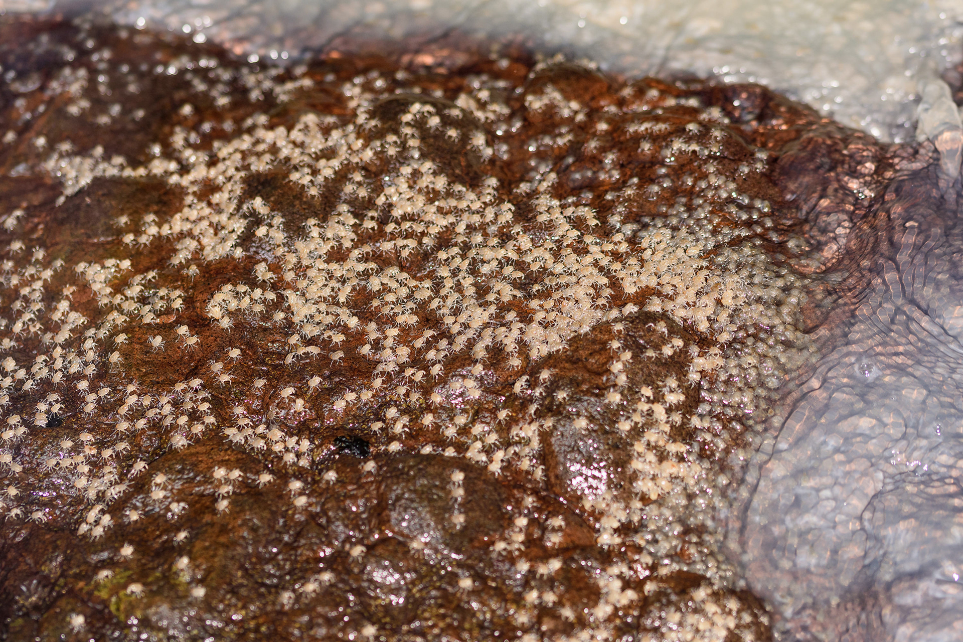 Baby crabs