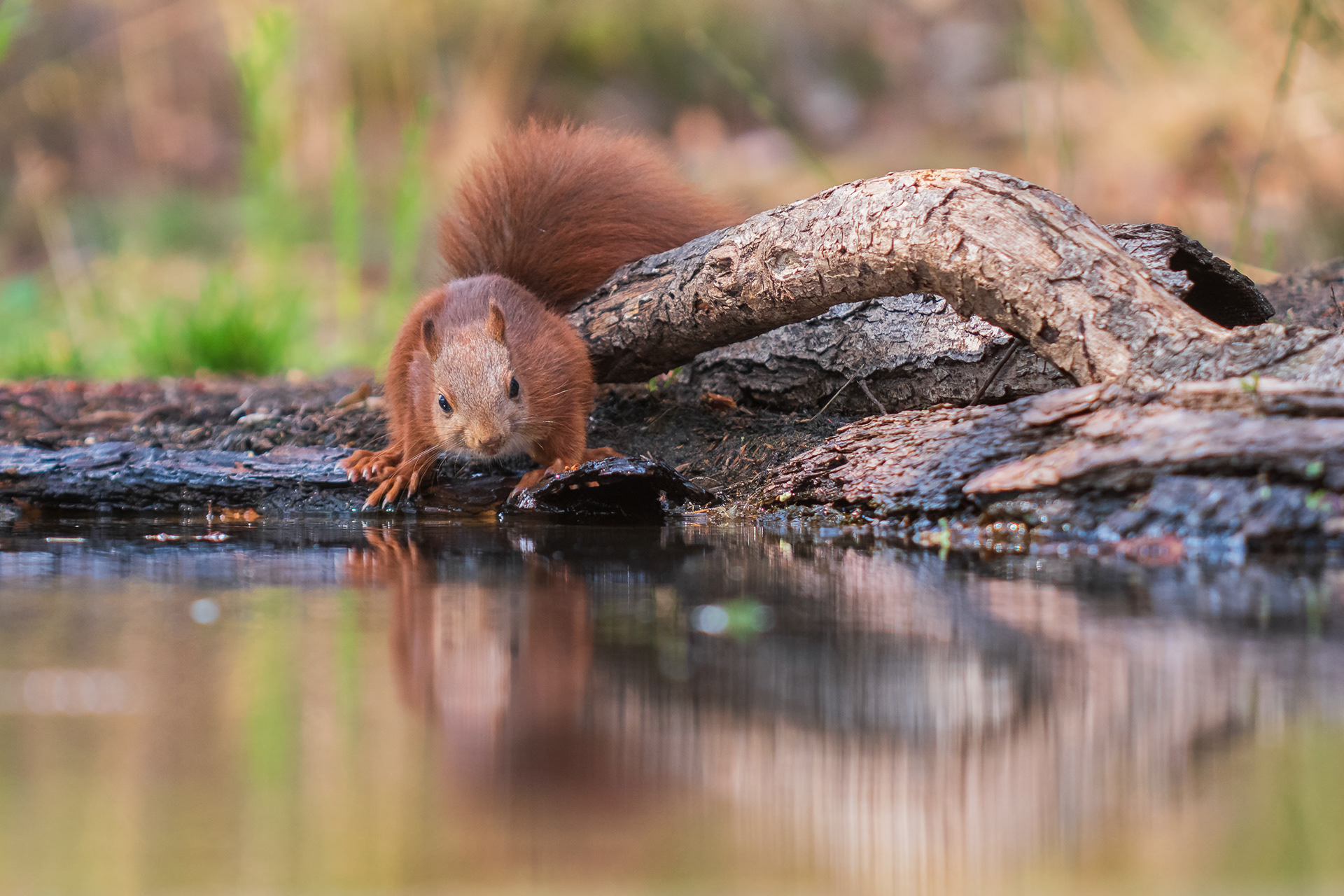 Red Squirrel
