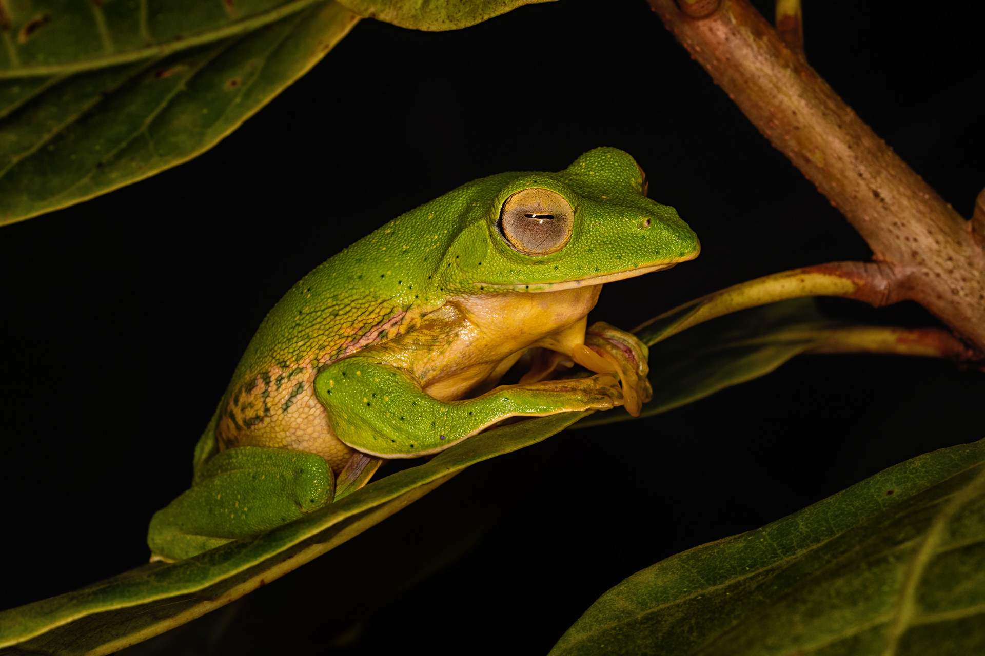 Malabar Gliding Frog