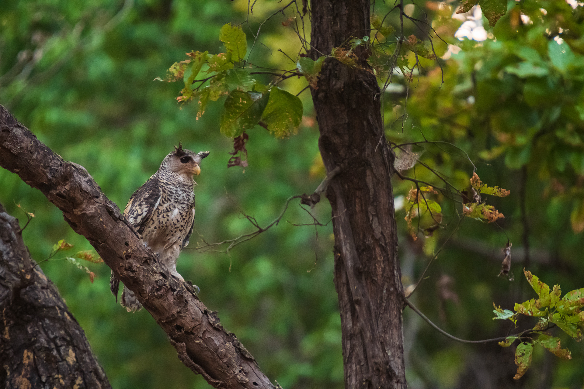 Spot-Bellied Eagle-Owl