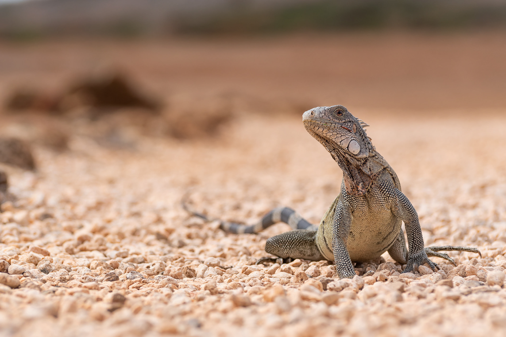 Green Iguana