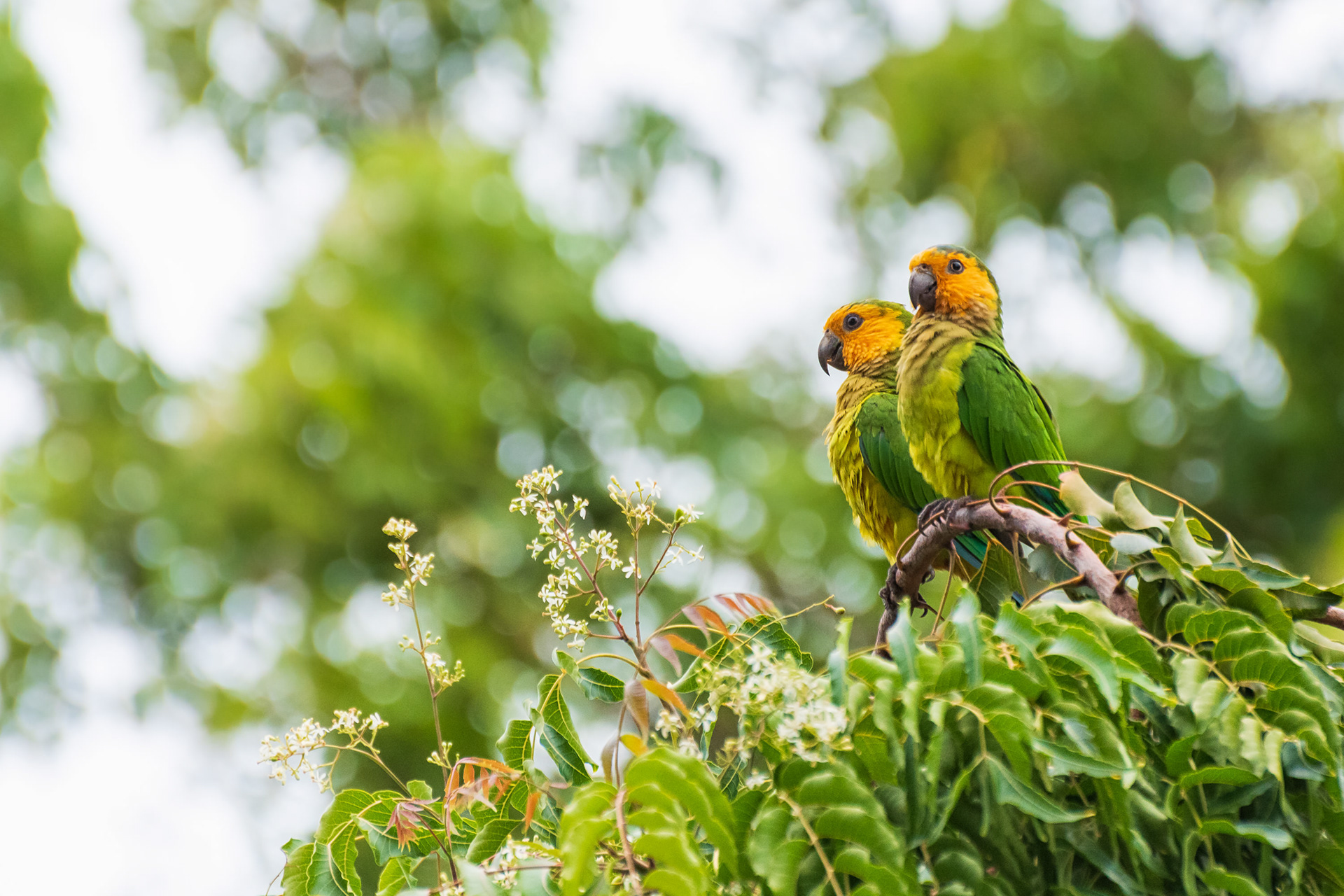 Brown-Throated Parakeet