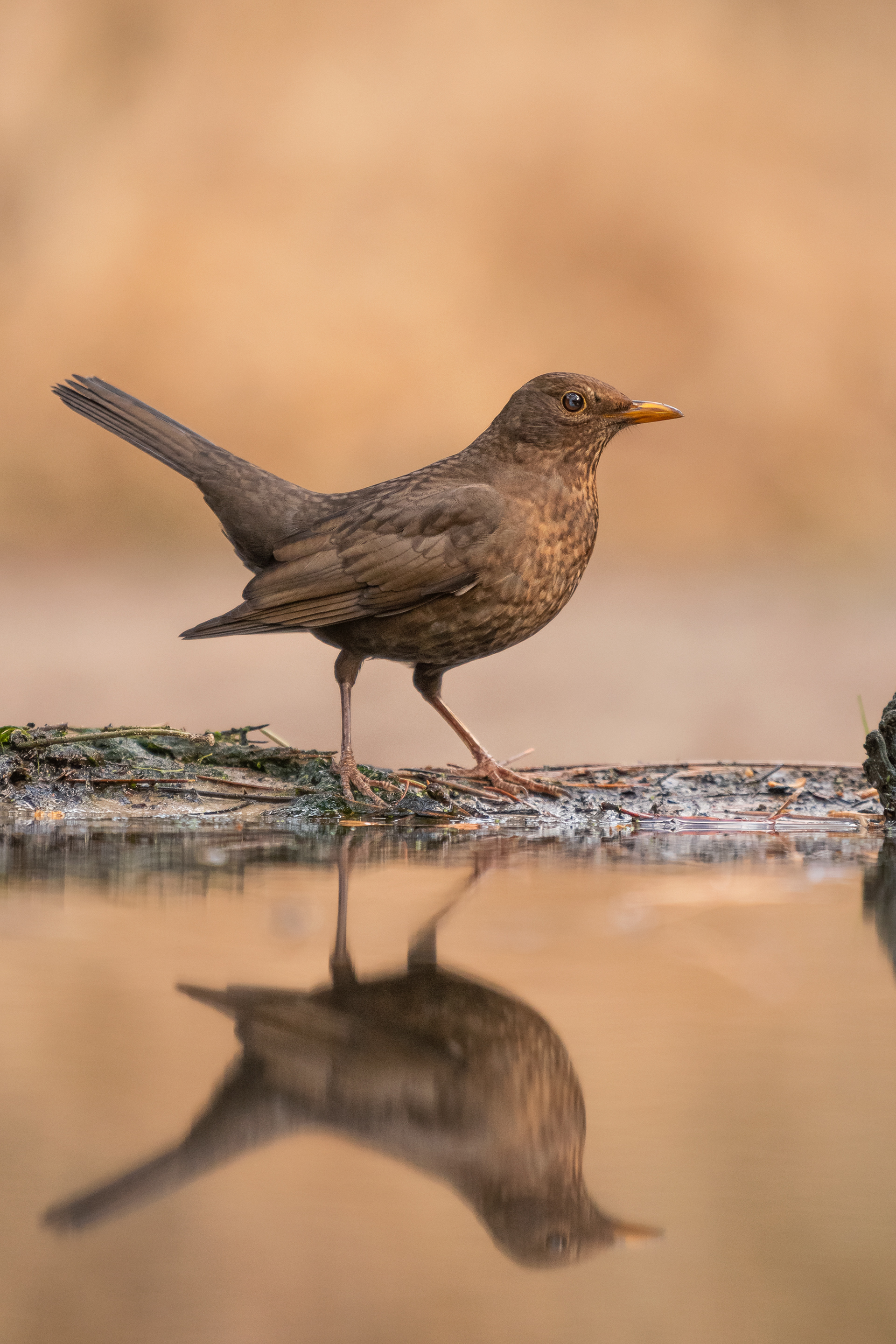 Common Blackbird