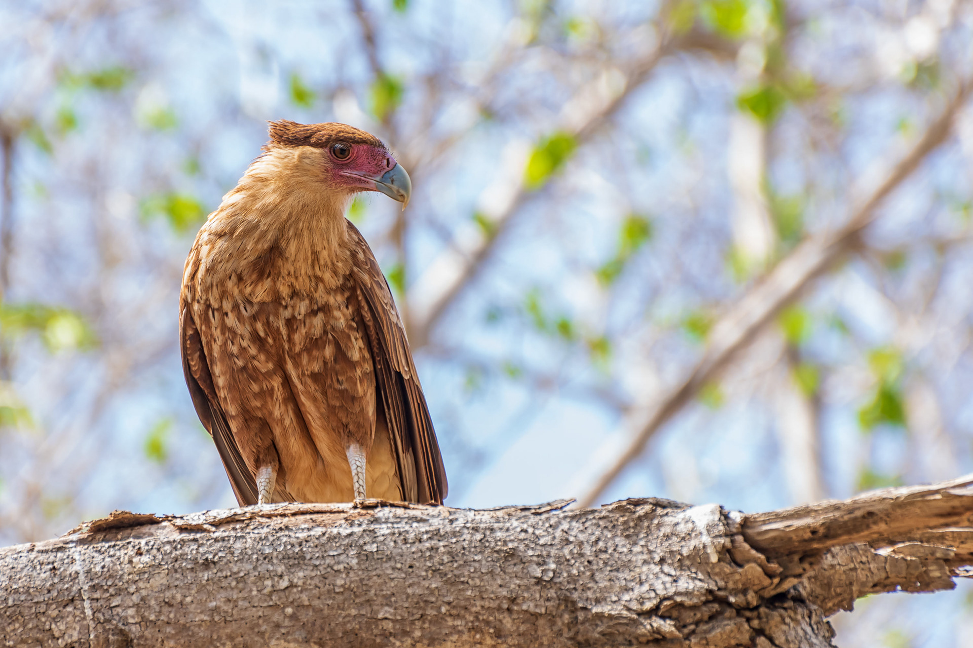 Northern Crested Caracara