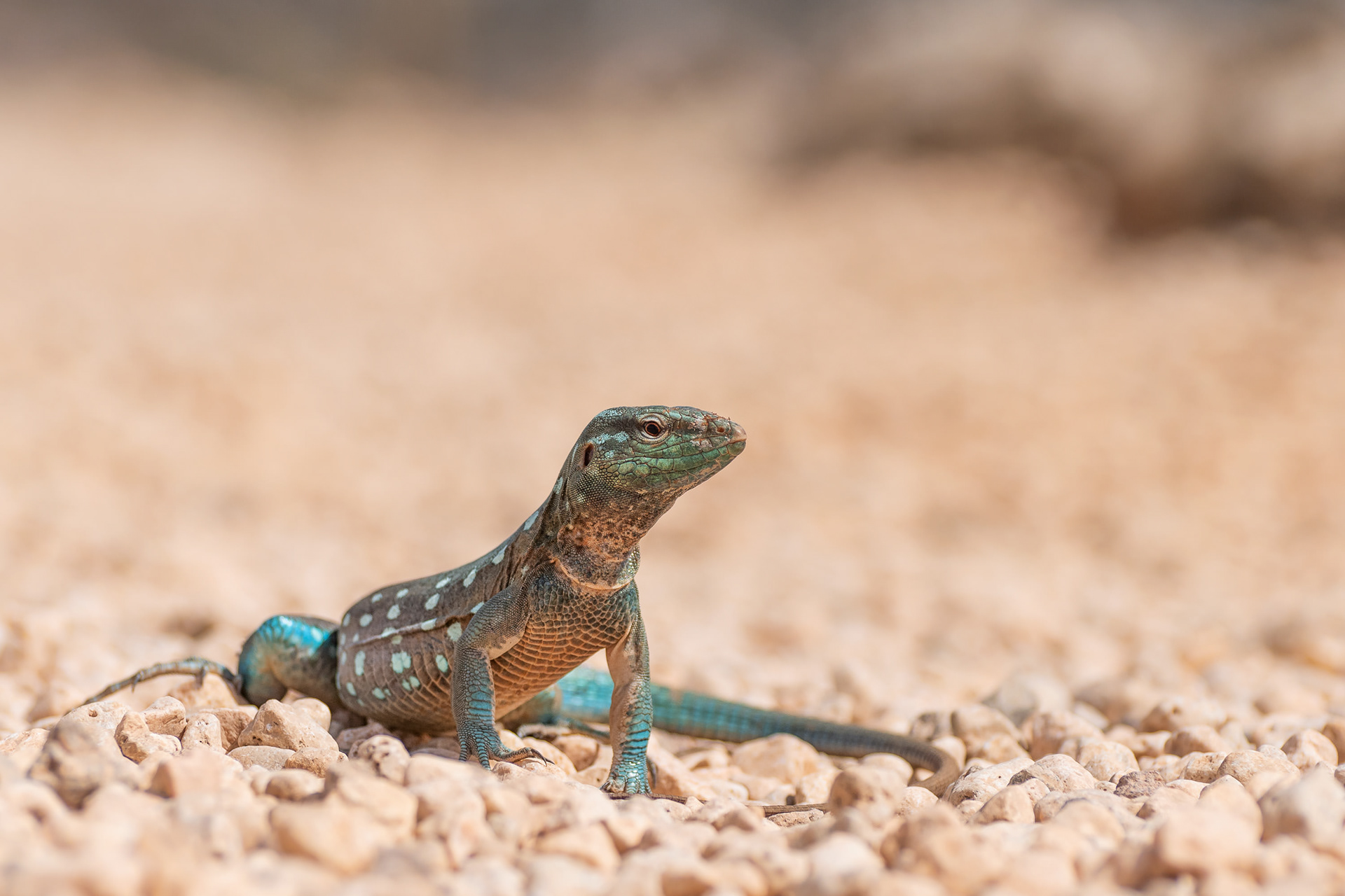 Laurent's Whiptail