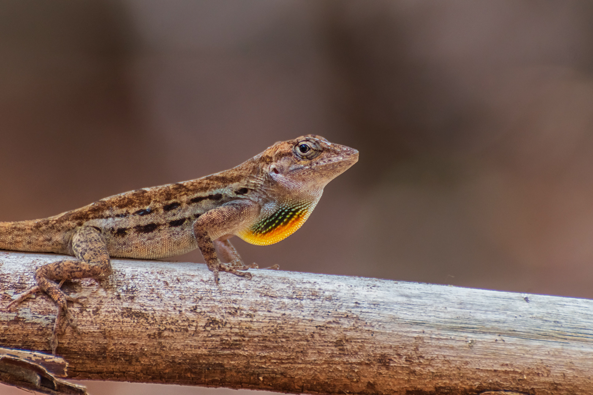 Anole