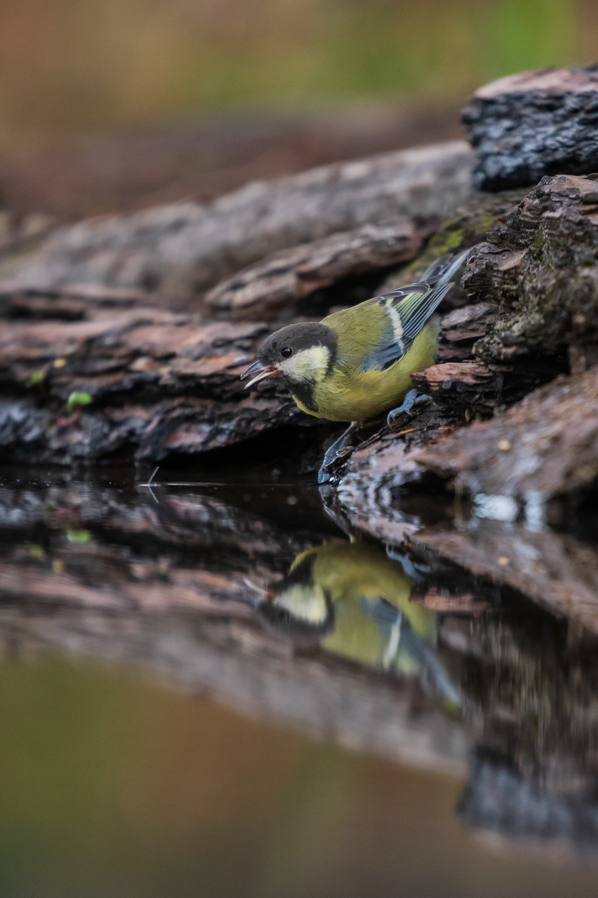 Great Tit