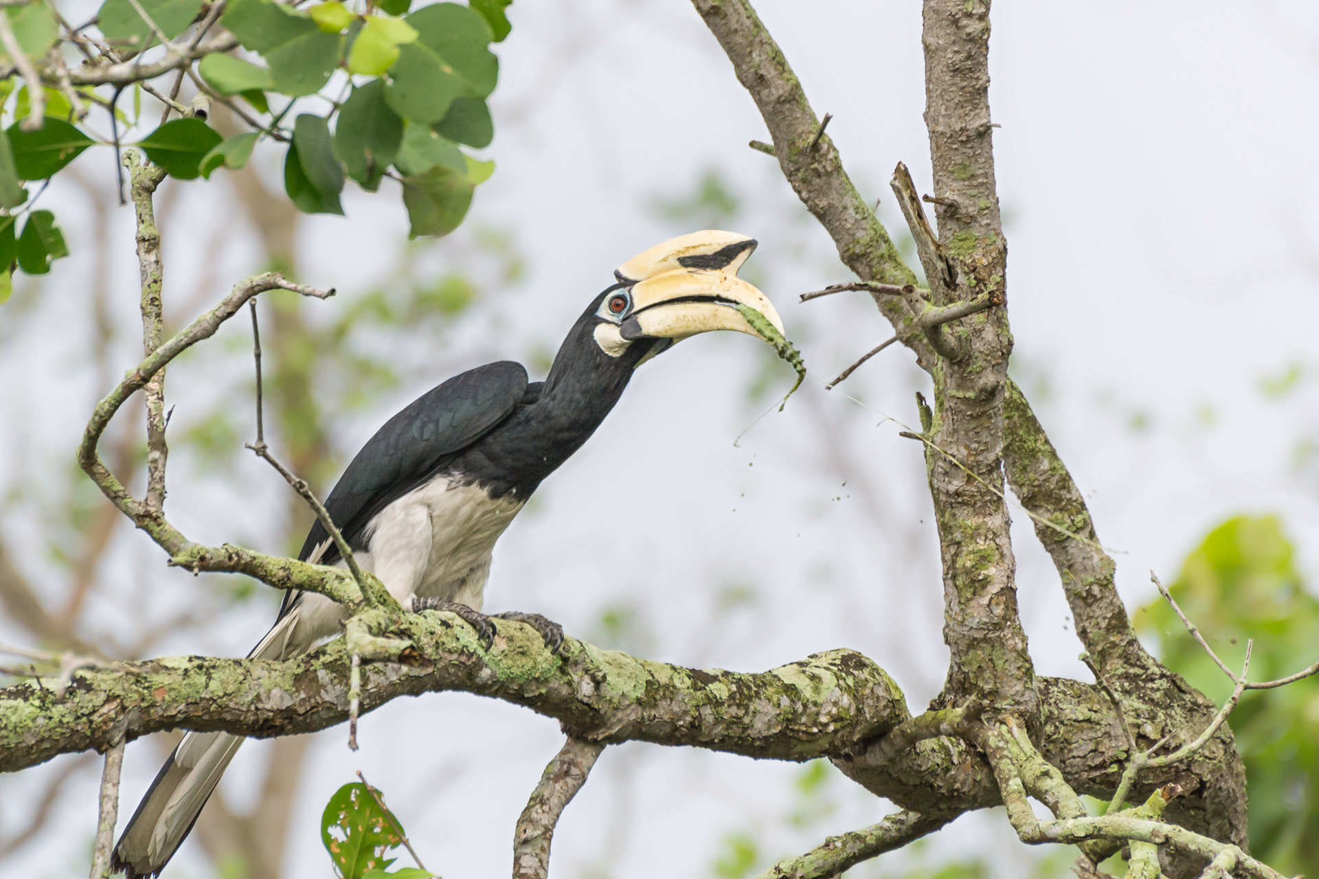 Oriental Pied Hornbill