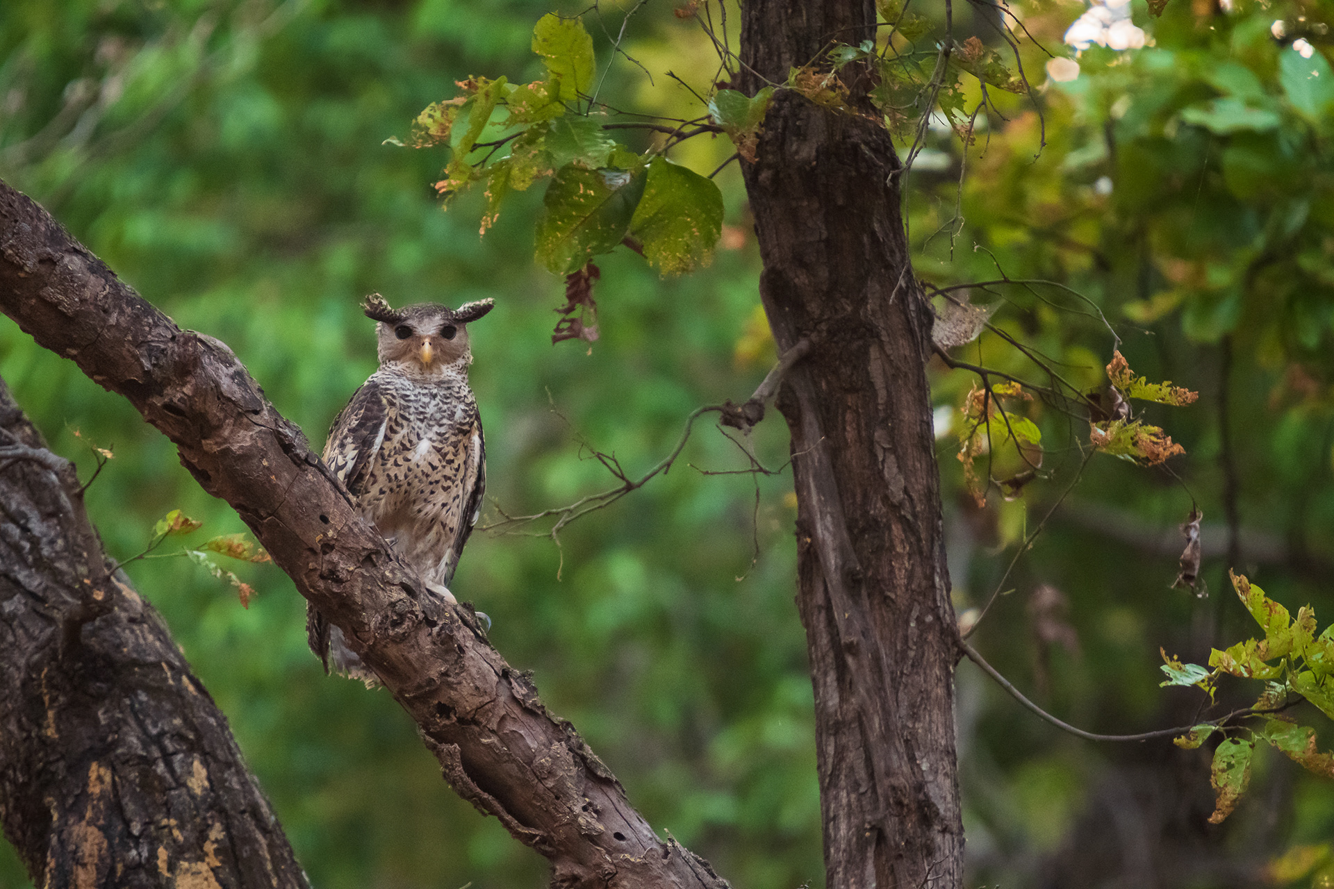 Spot-Bellied Eagle-Owl