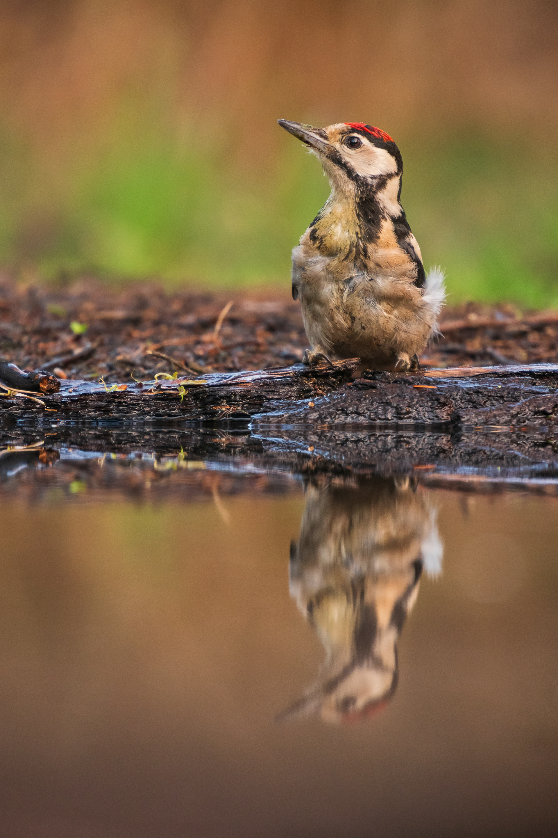 Great-Spotted Woodpecker