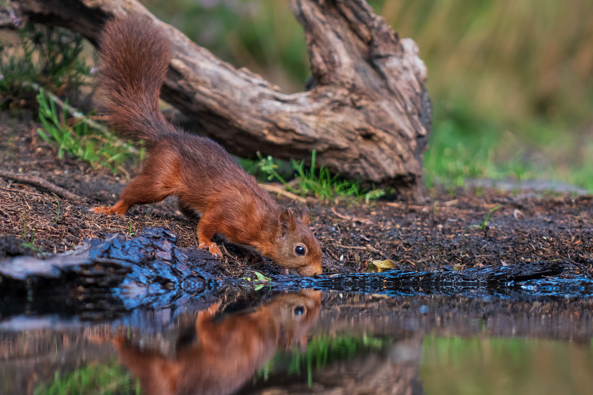 Red Squirrel