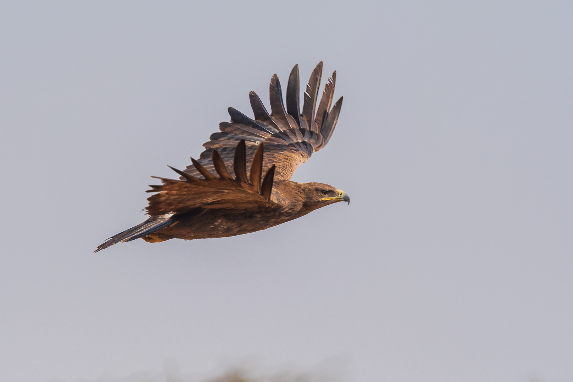 Steppe Eagle