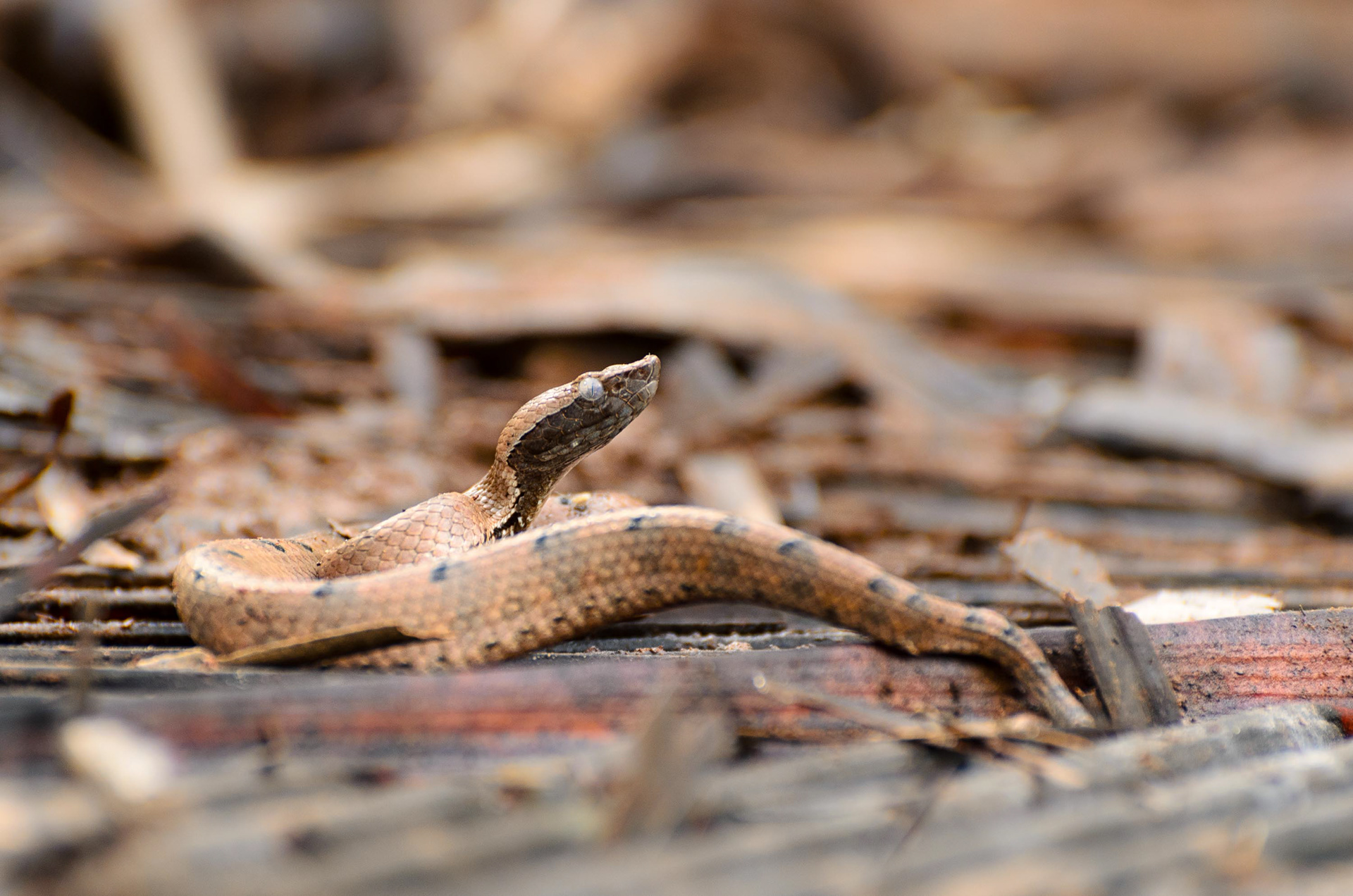 Hump-Nosed Pit Viper