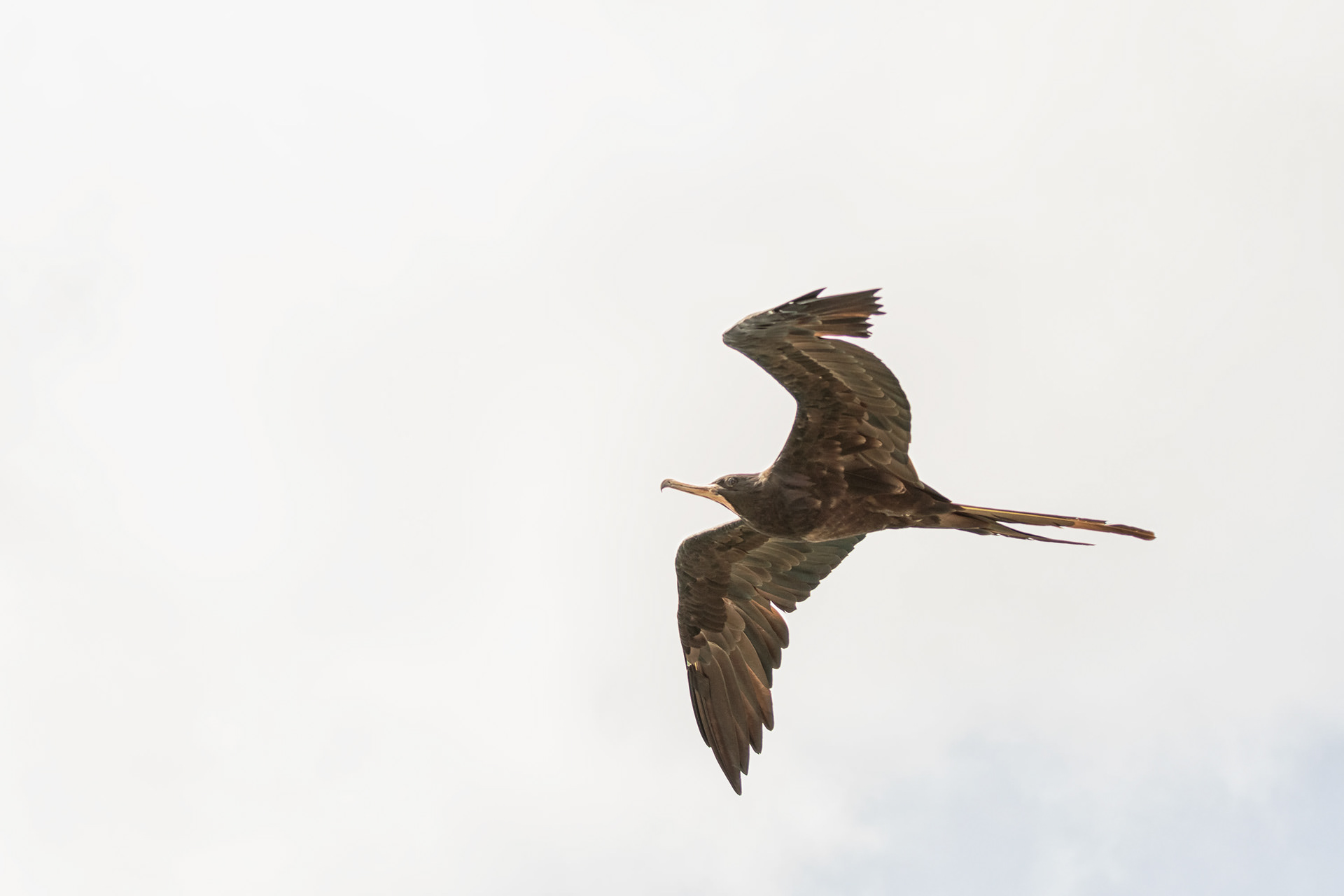 Magnificent frigatebird