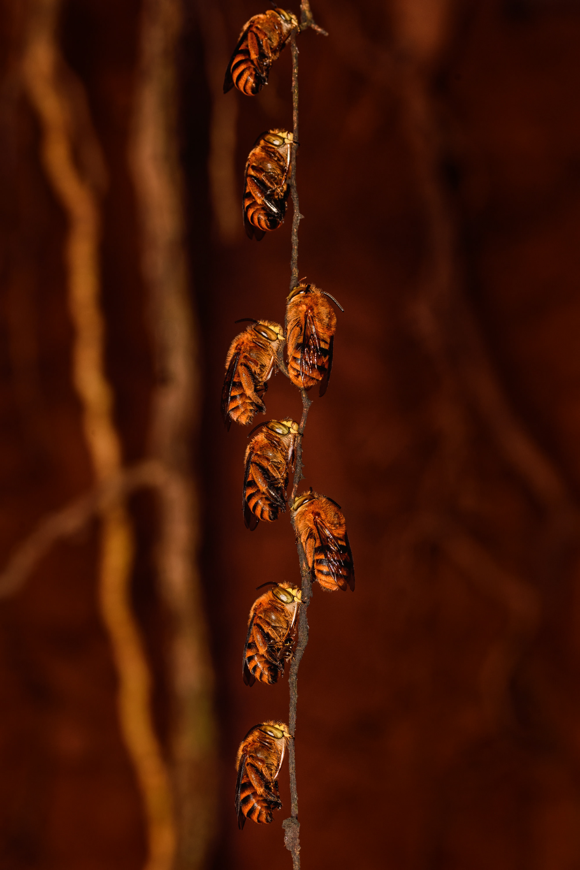 Sleeping Bees