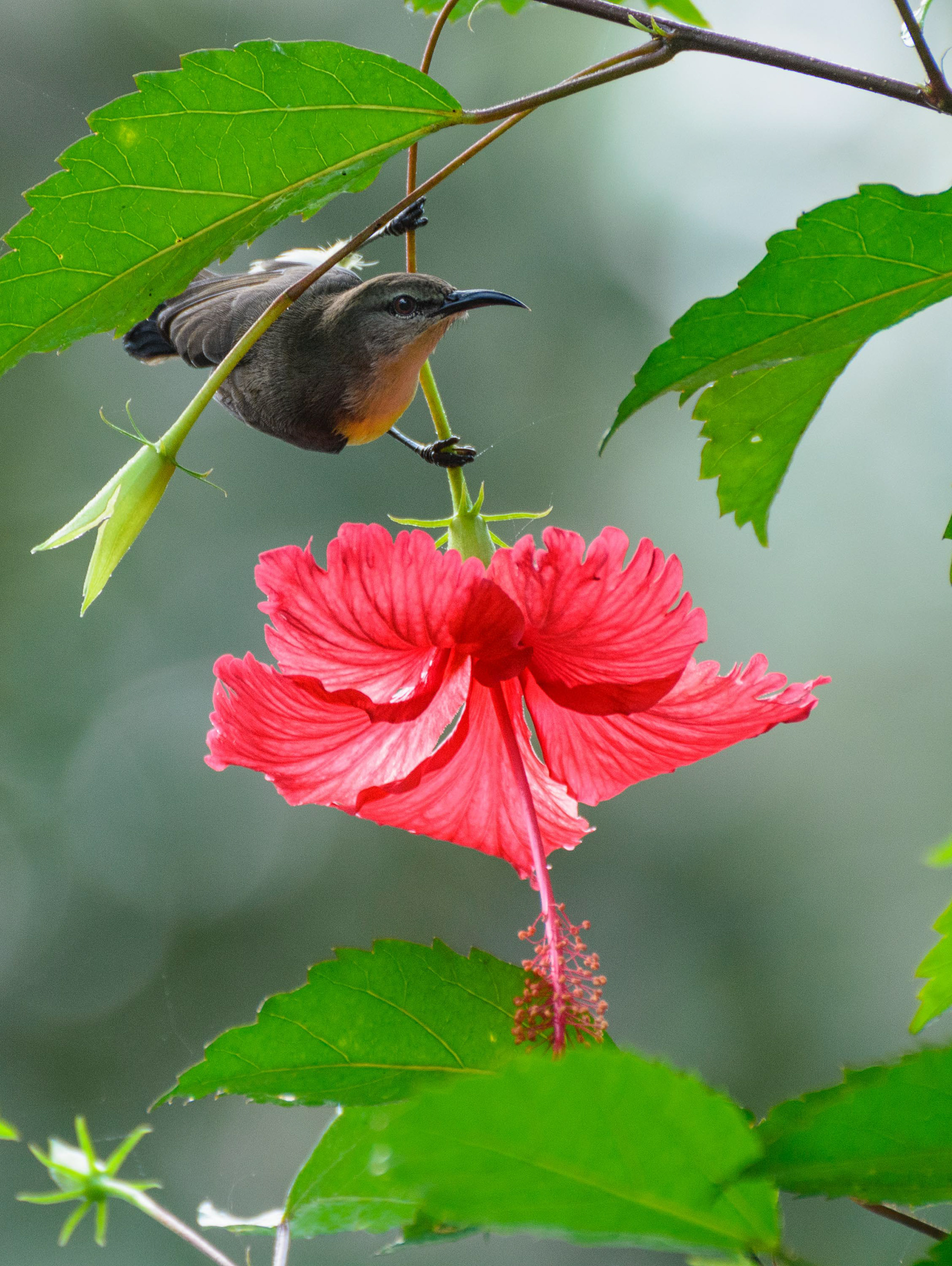 Sunbird
