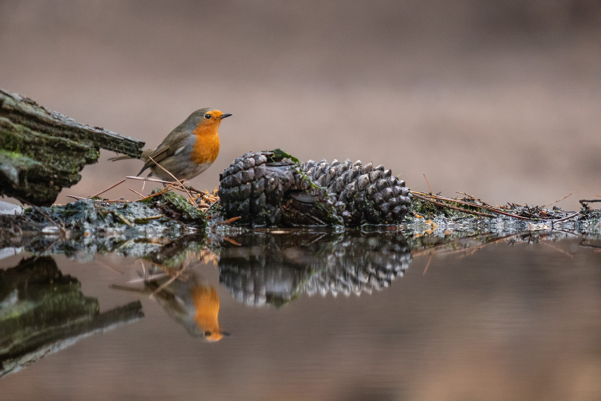 European Robin