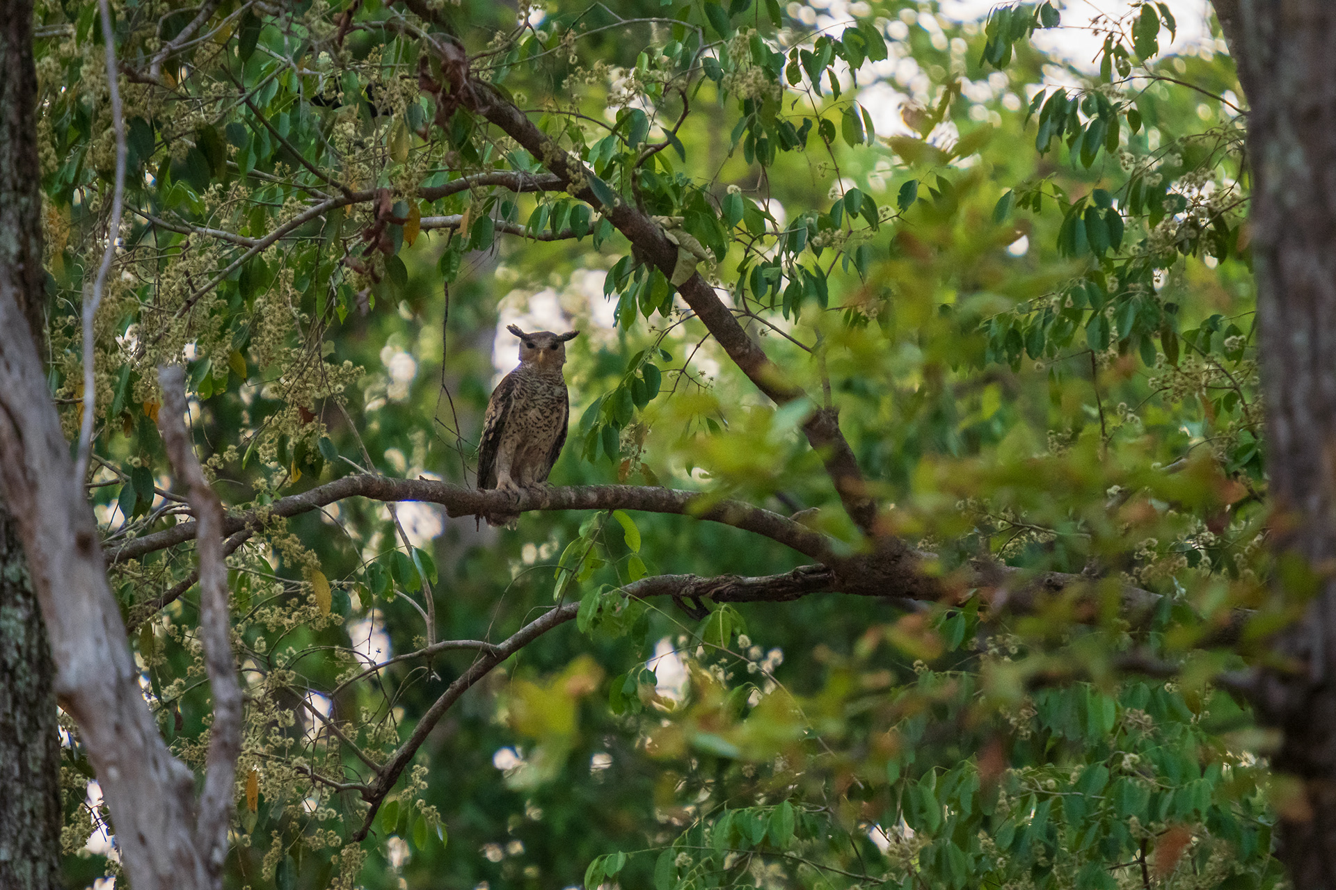 Spot-Bellied Eagle-Owl