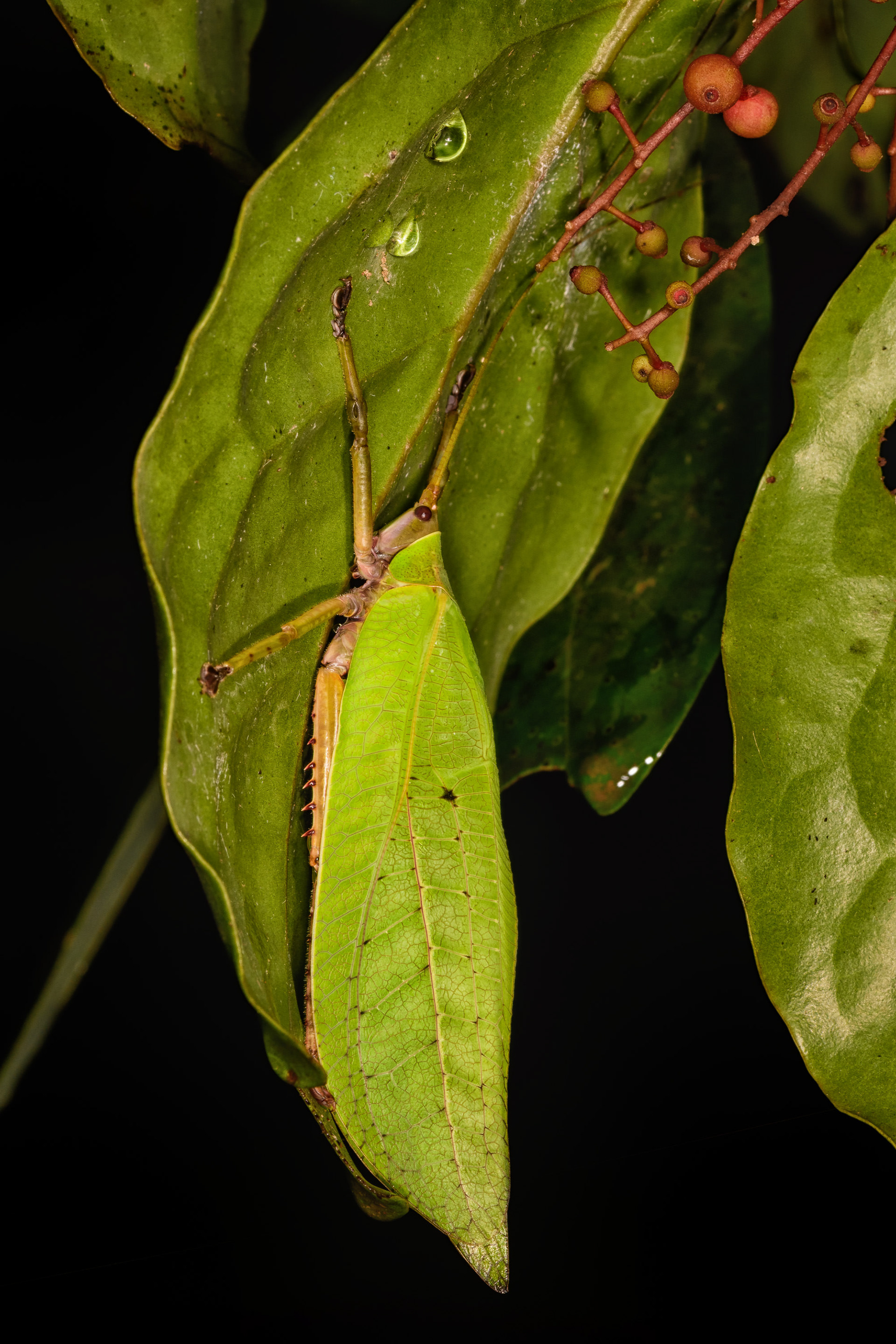 Leaf Mimic Katydid