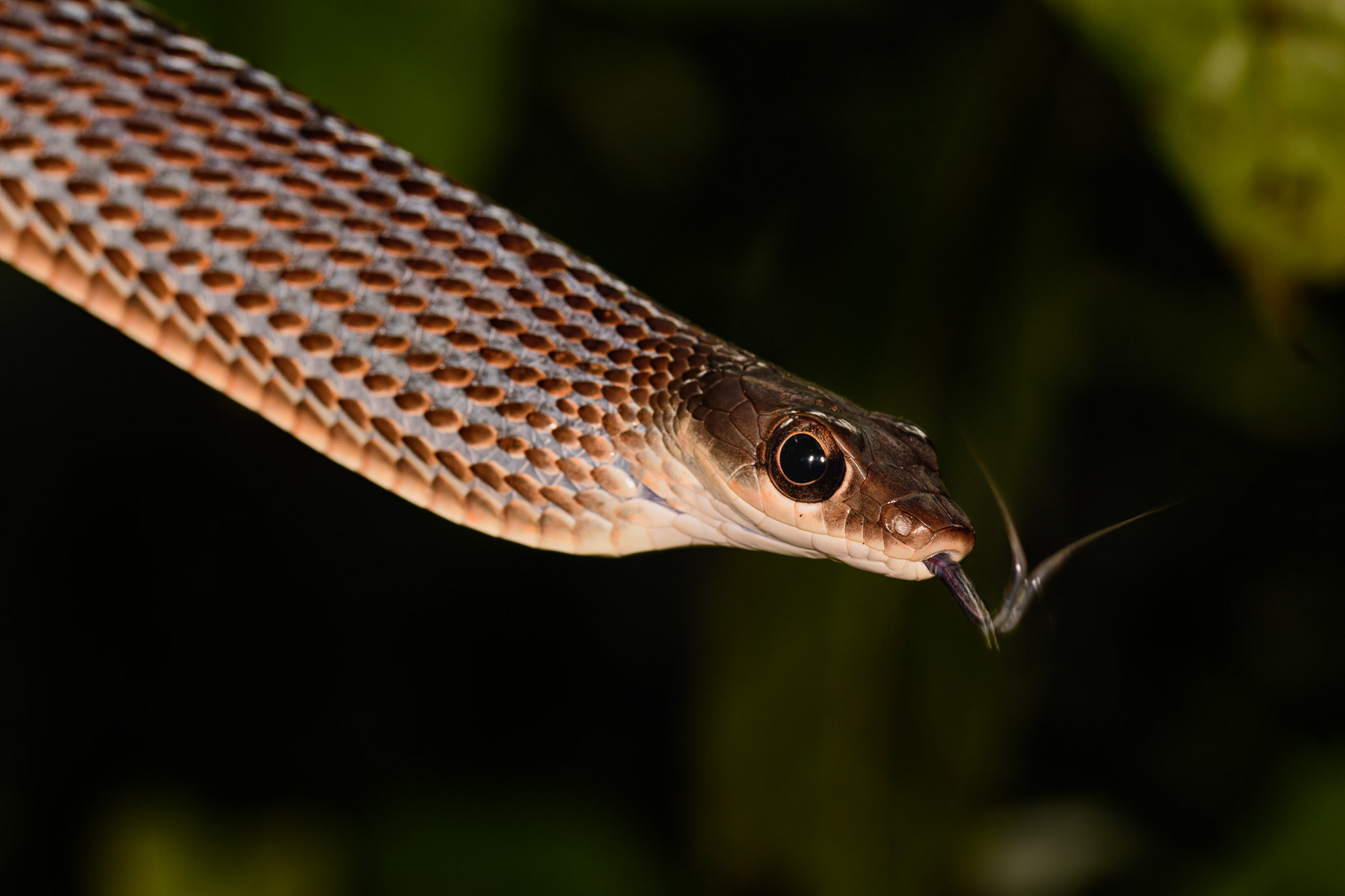 Large Eyed Bronzeback