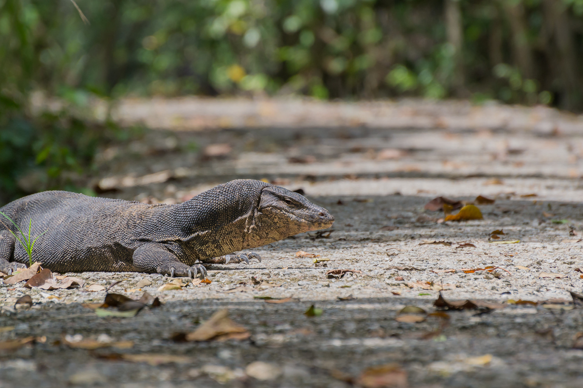 The sun was nicely warming the pathway which attracted a lot of monitor lizard