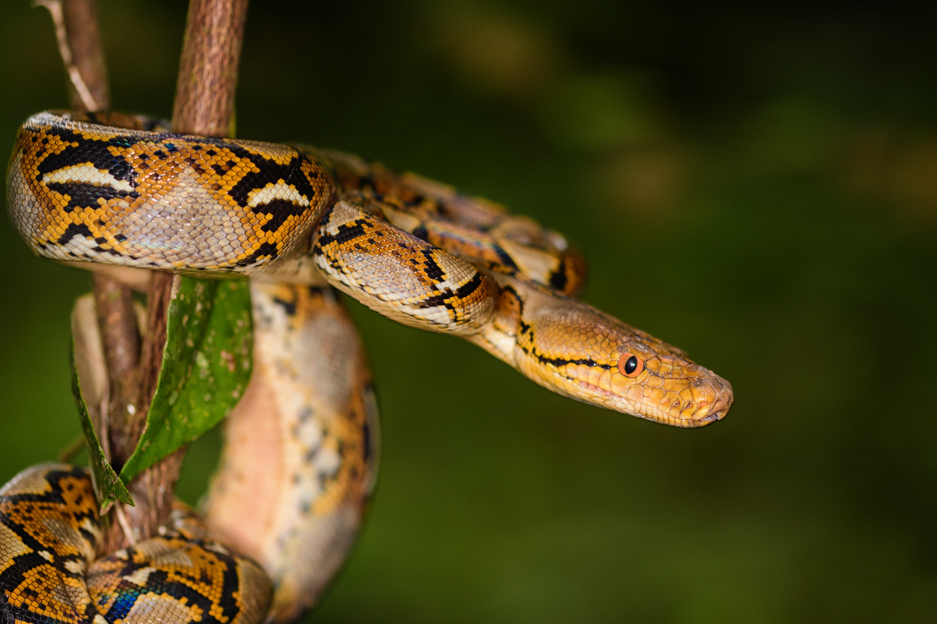 Reticulated Python