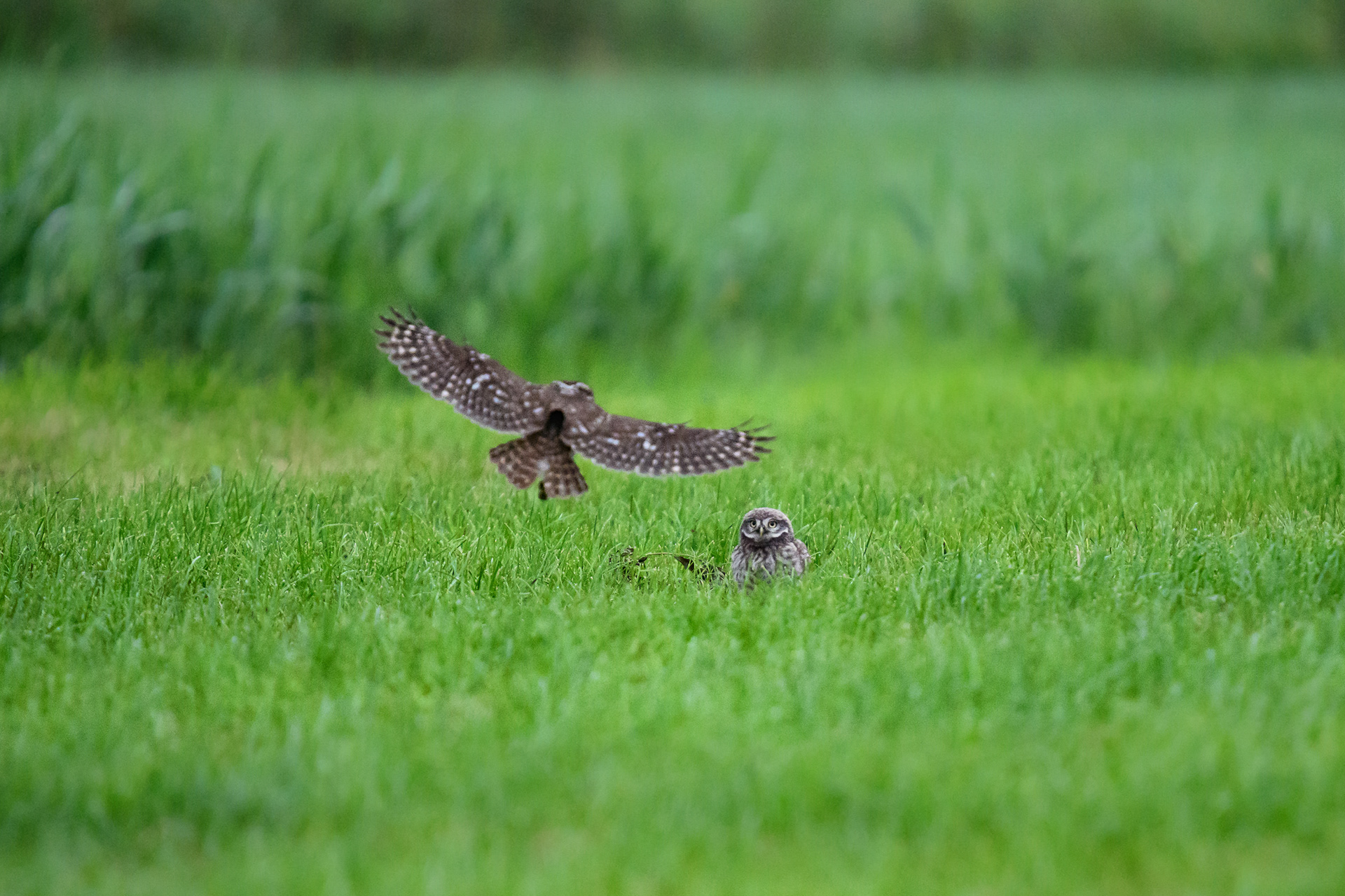 Adult approaching the juvenile