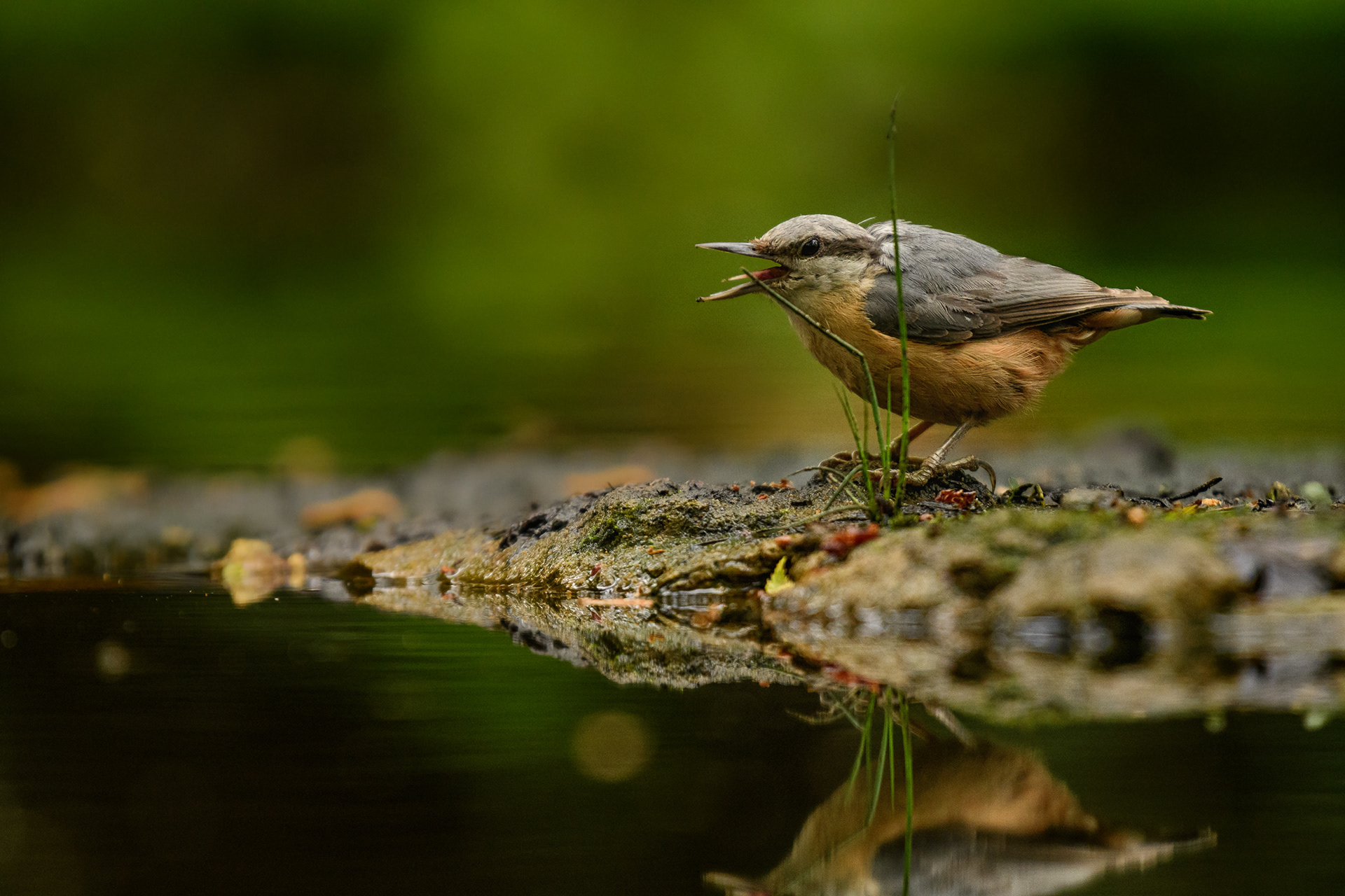 Eurasian Nuthatch