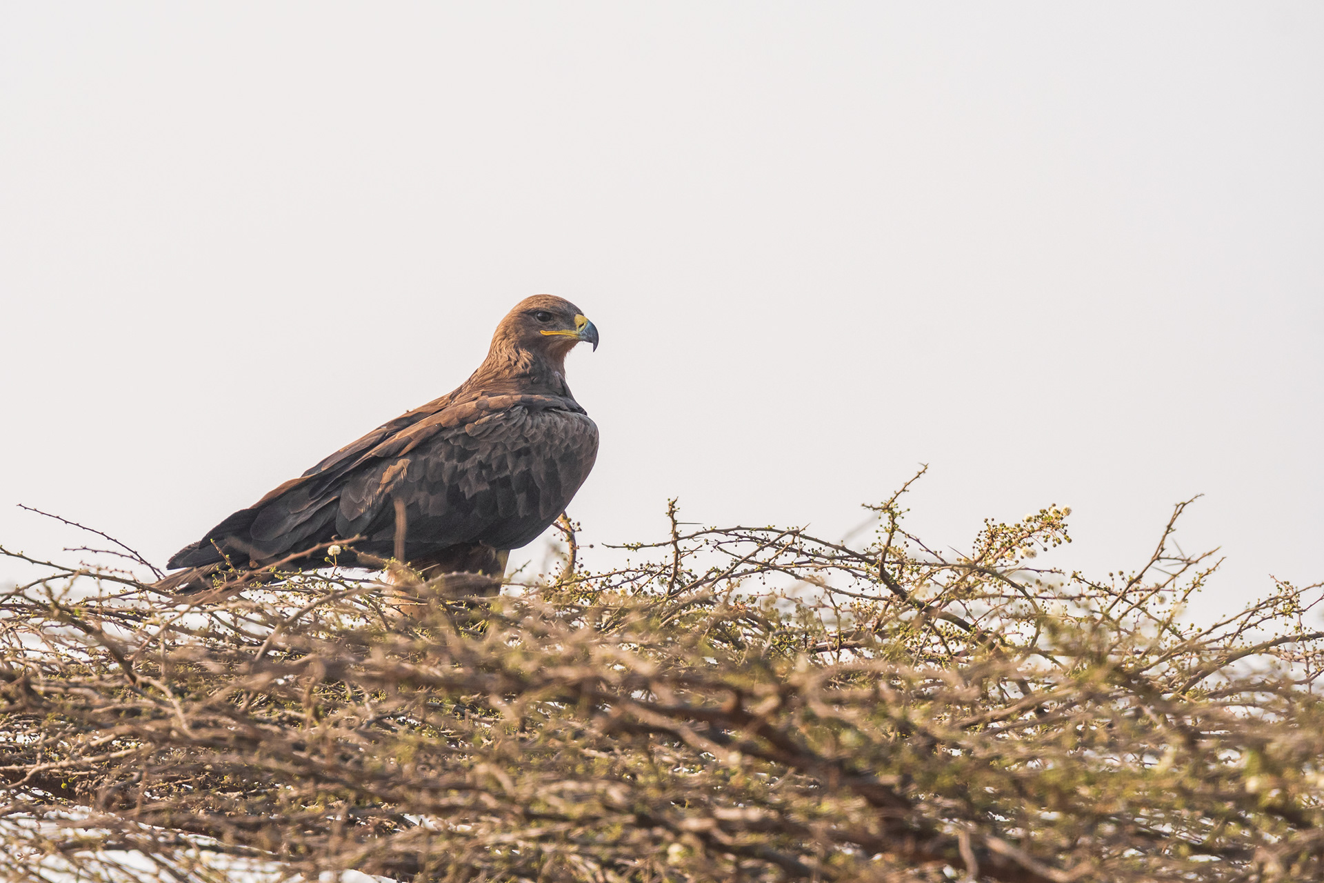 Steppe Eagle