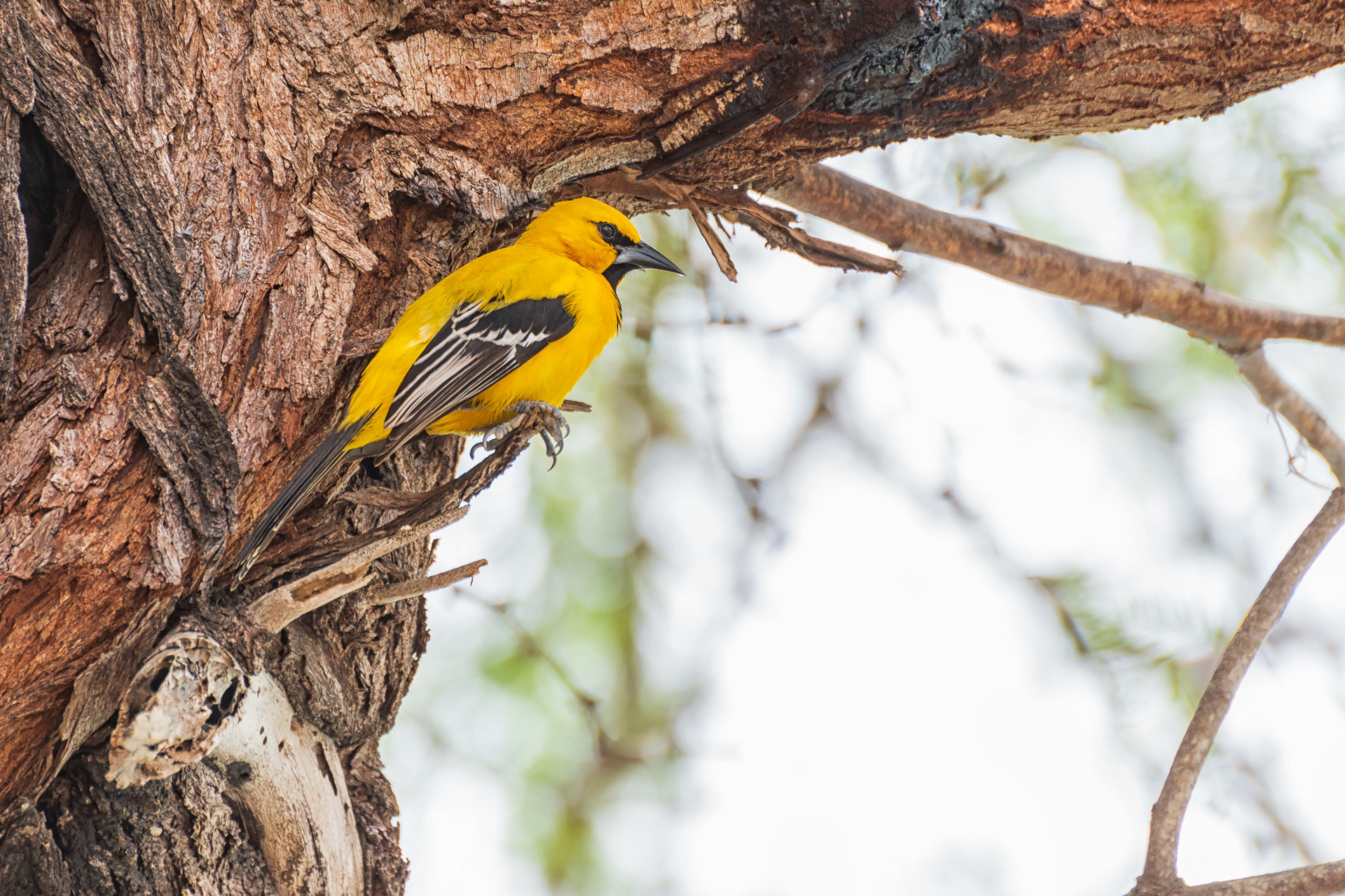 Yellow Oriole