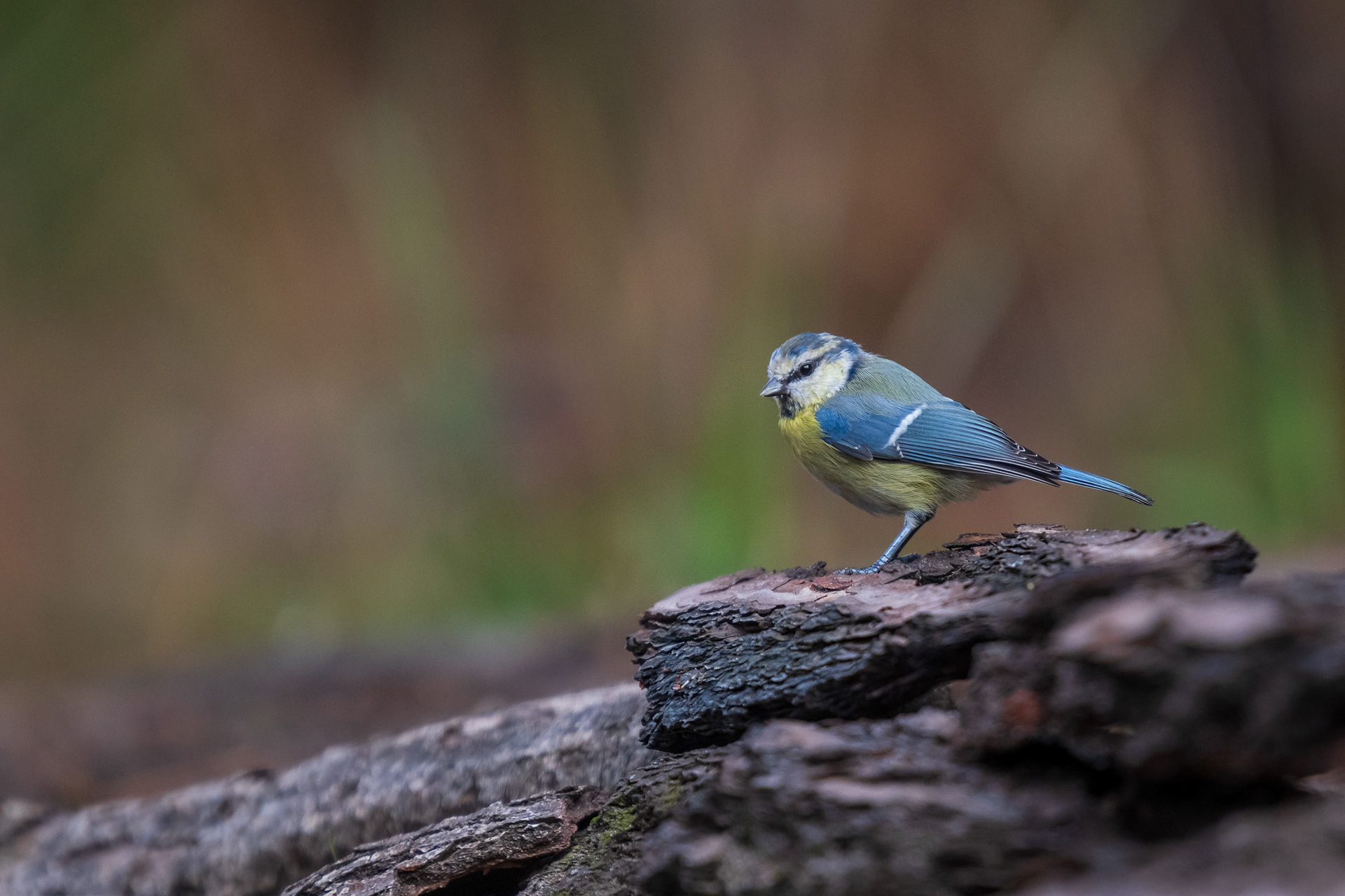 Eurasian Blue Tit