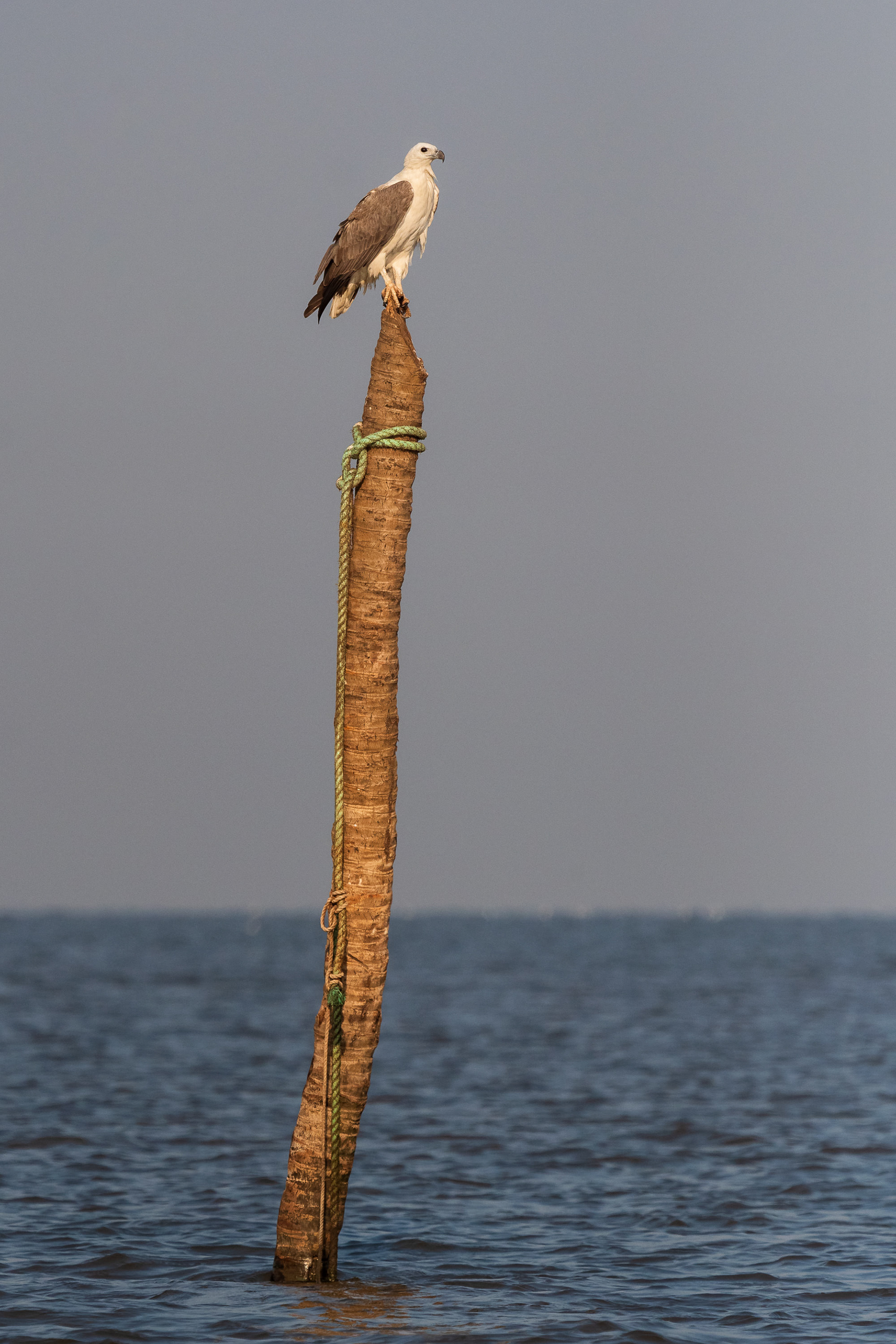 White-Bellied Sea Eagle