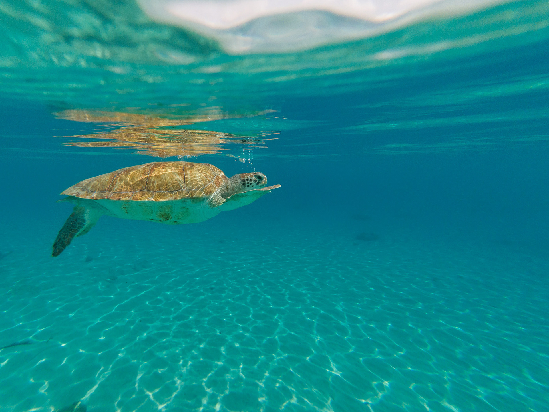 Green Sea Turtle