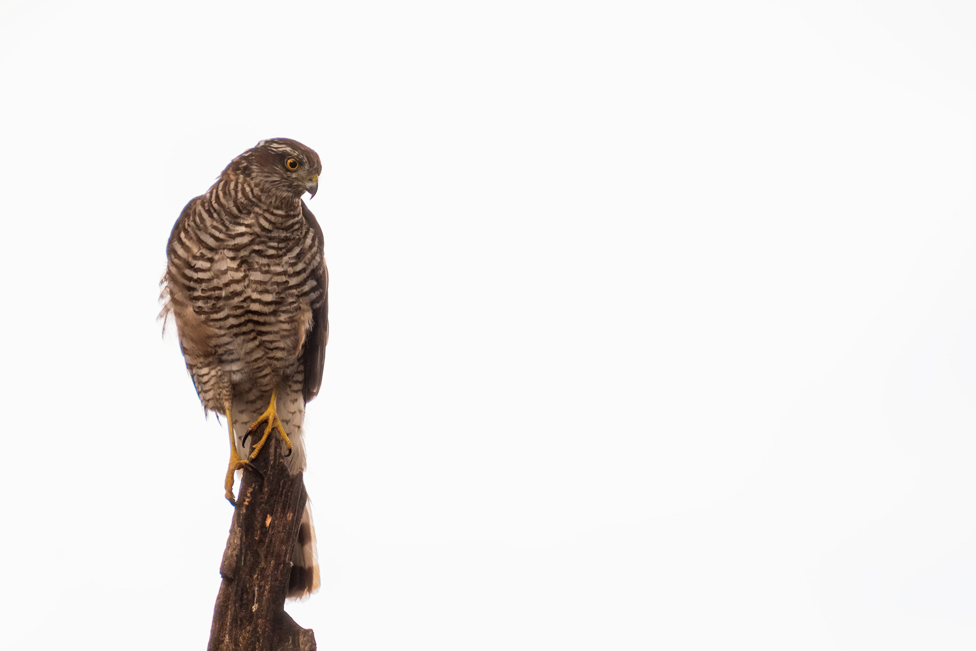 Northern Goshawk