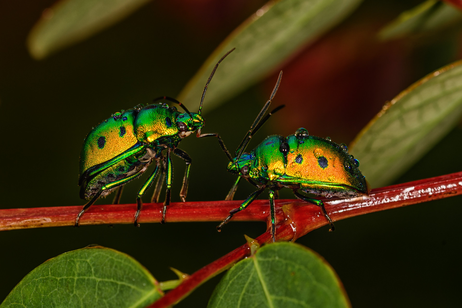 Jewel Bug
