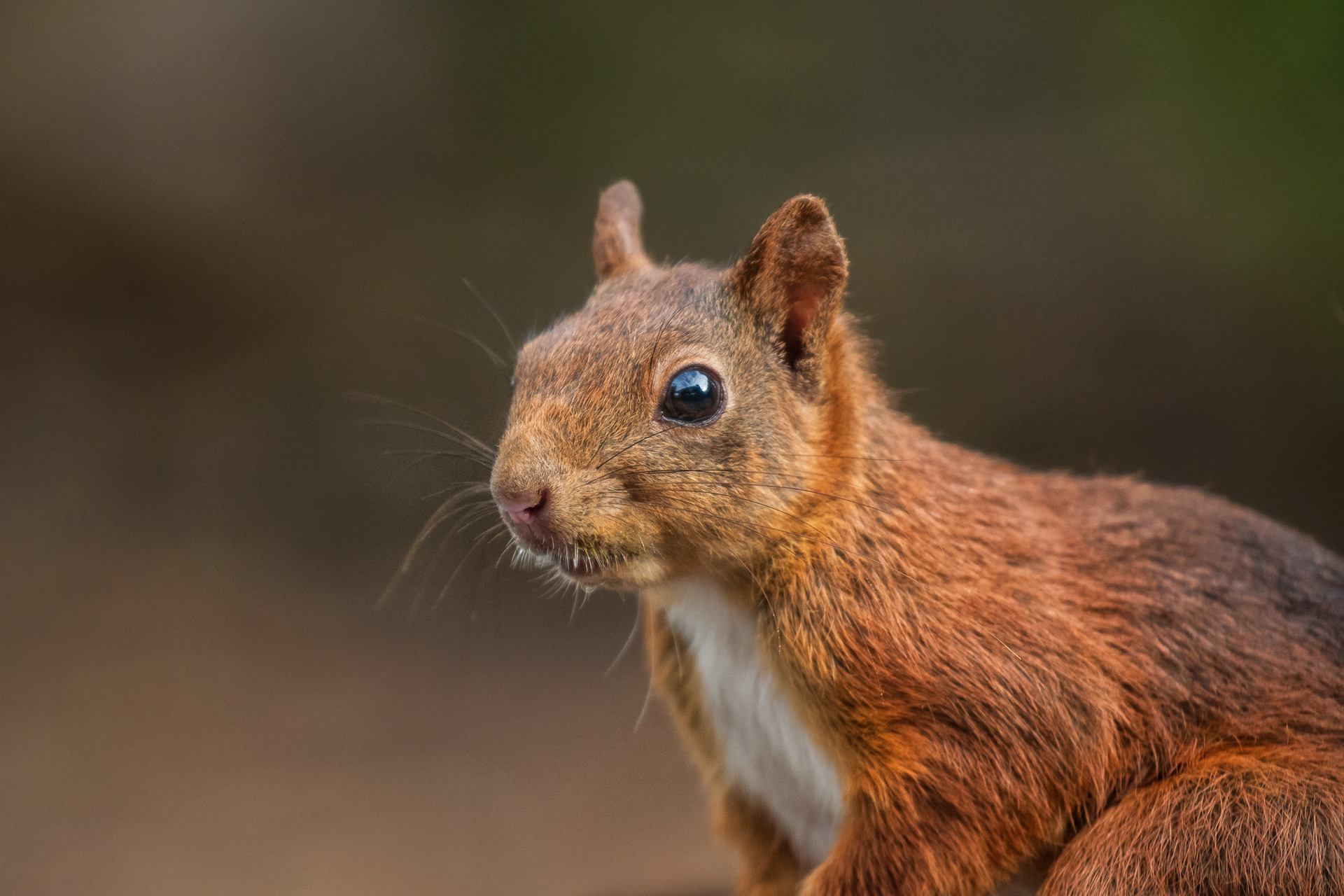 Red Squirrel