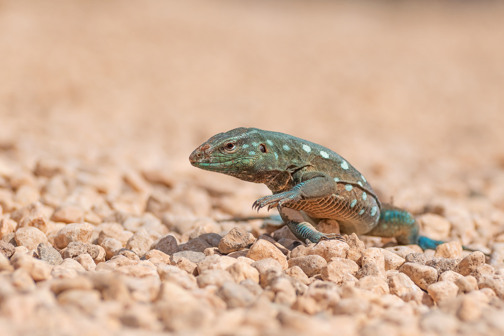 Laurent's Whiptail