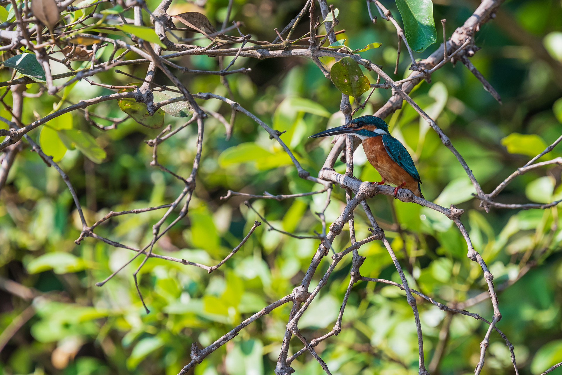 Common Kingfisher