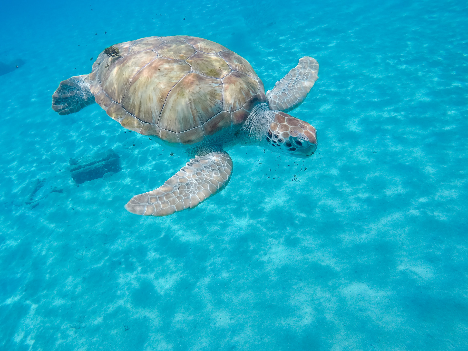 Green Sea Turtle