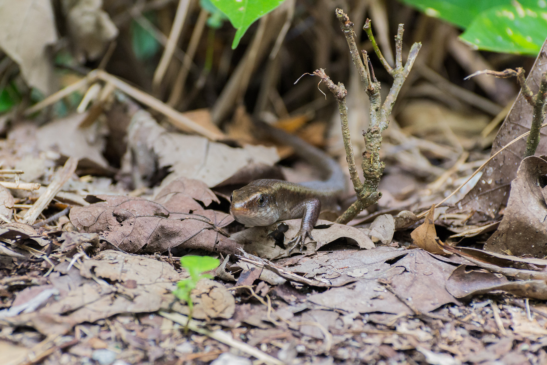 Common Sun Skink