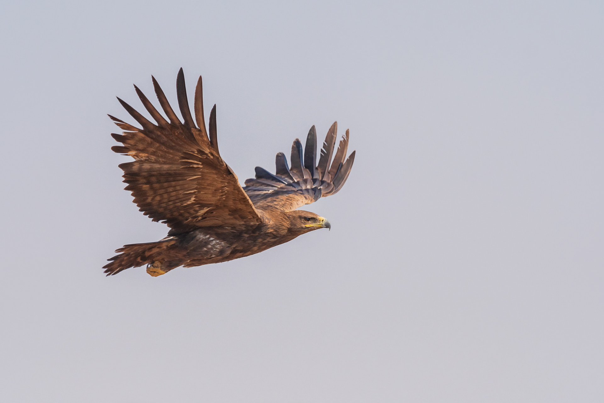Steppe Eagle